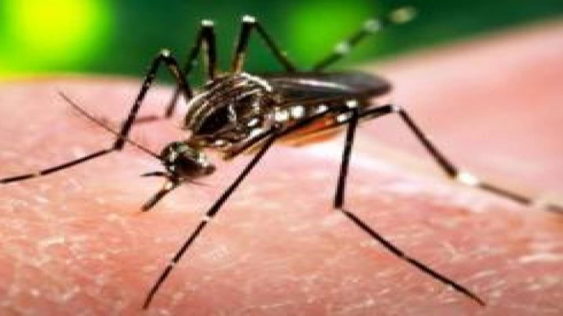 إعلان أول حالة إصابة بفيروس زيكا في الصين