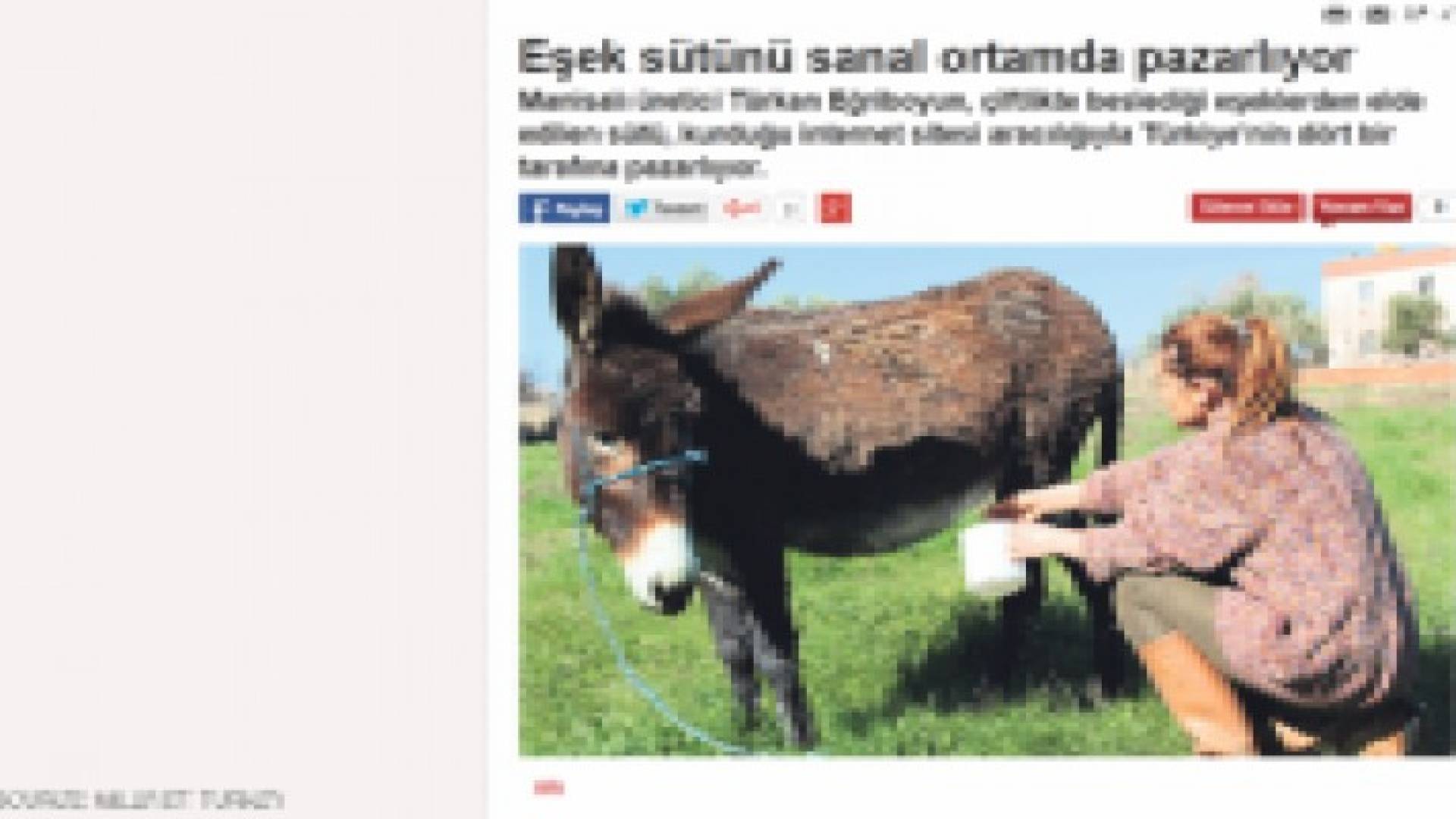 تركيا: ارتفاع أسعار الحمير بسبب زيادة الطلب على حليبها