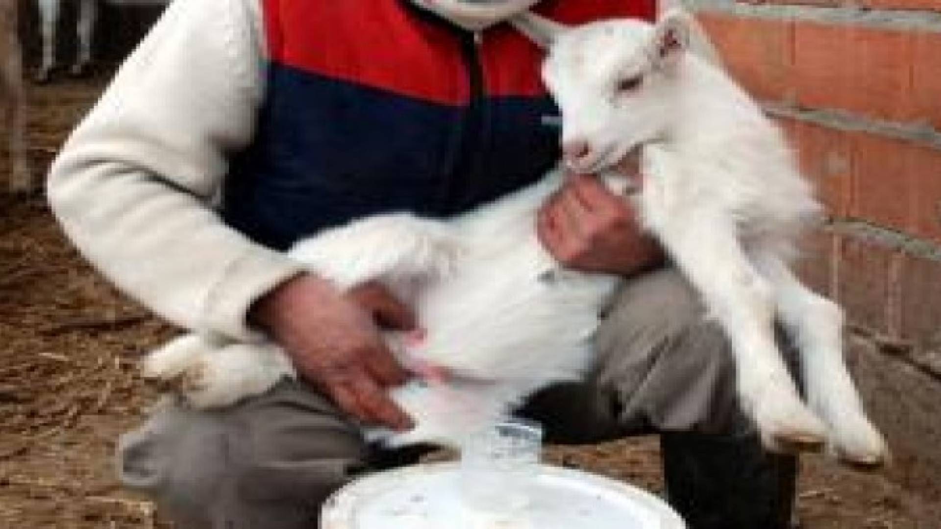 عنزة عمرها 4 أيام تدر الحليب .. فيديو