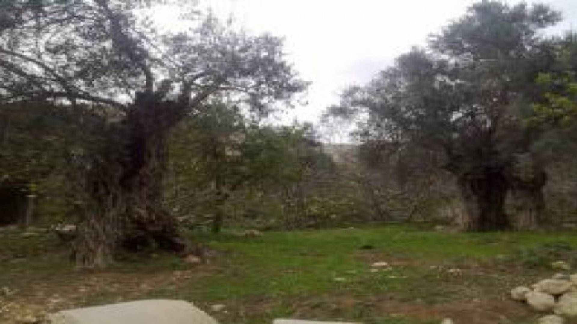 ضبط اشجار زيتون " رومية " نقلت عبر ونشات