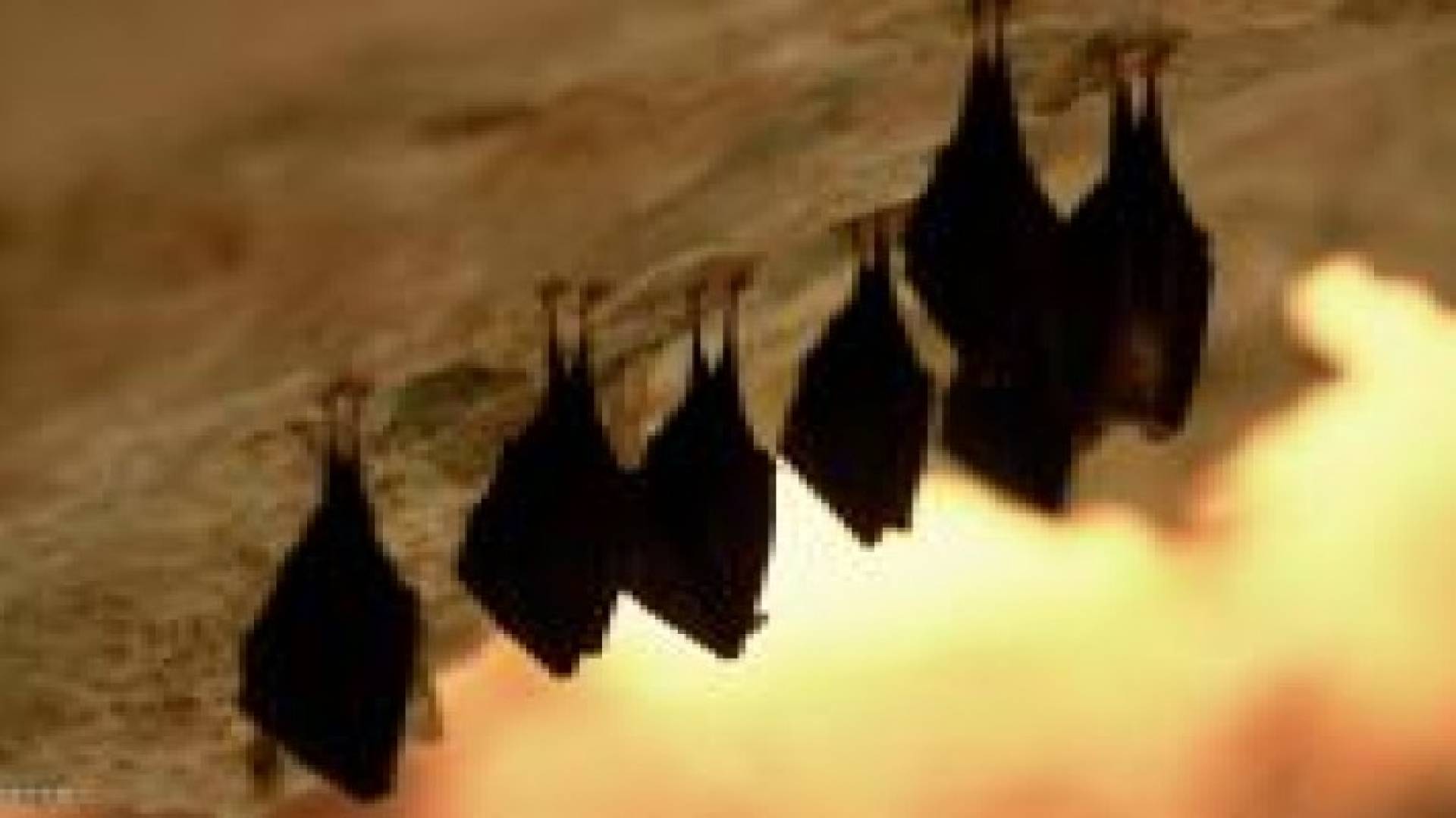 الخفافيش تجبر مستشفى أميركي على الإغلاق