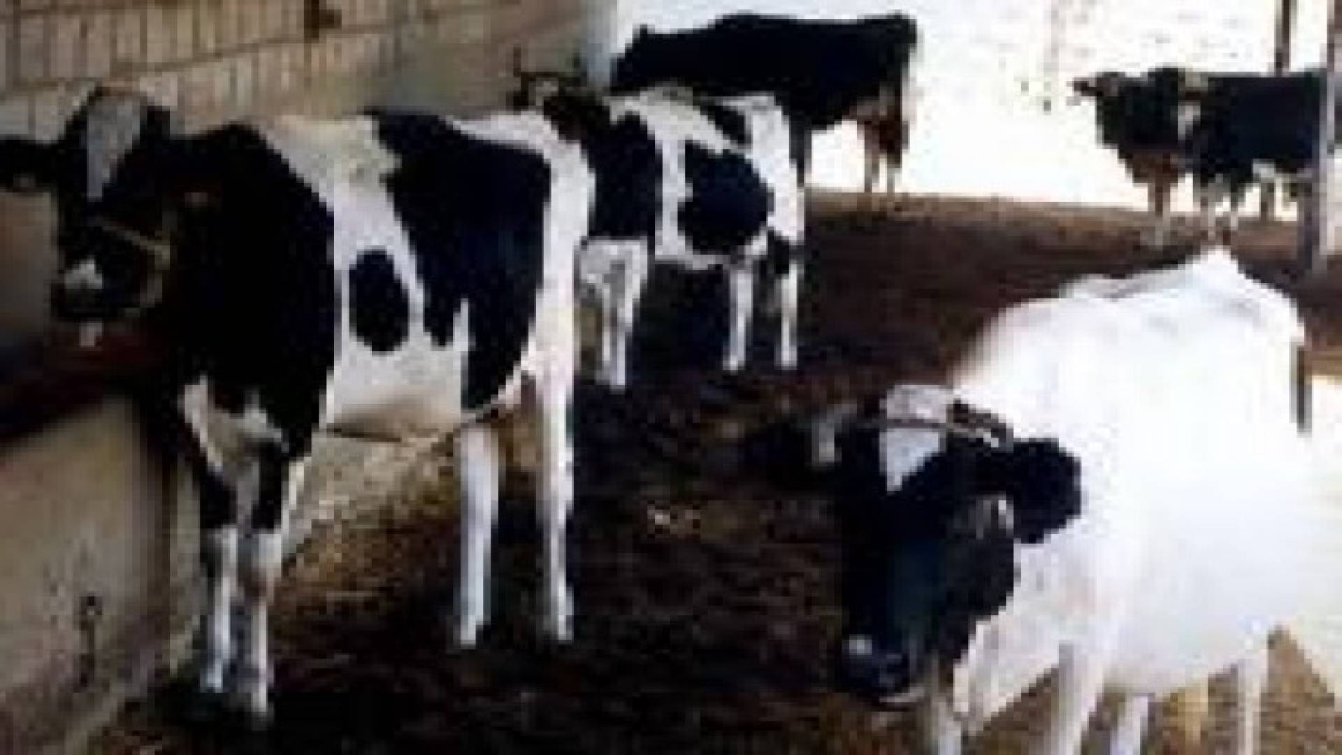 شحنة العجول الكولمبية سليمة والسماح بادخالها الى المملكة