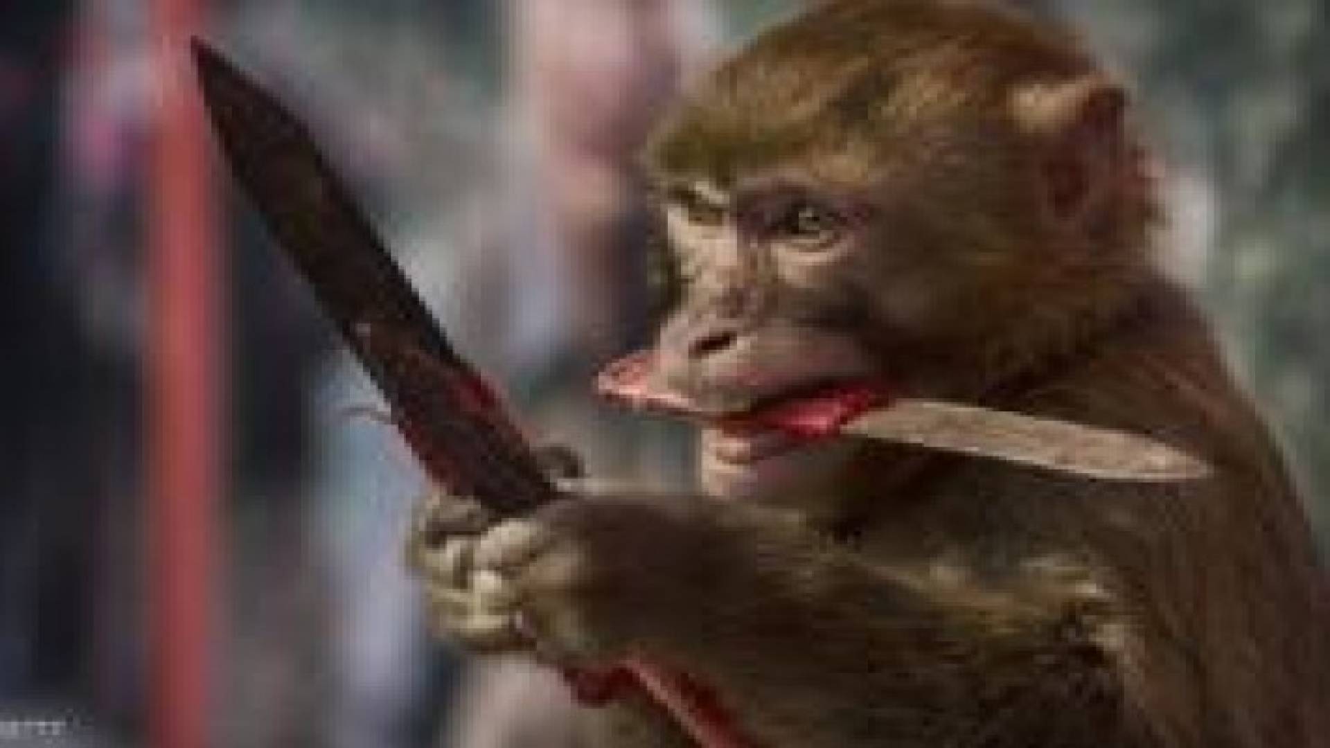 القرد السكران.. يطارد زبائن البار بالسكين