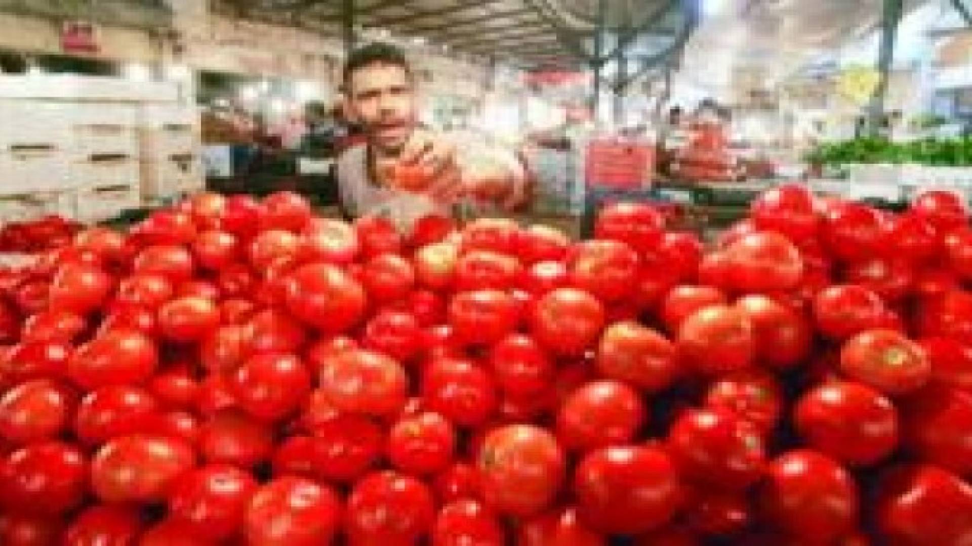 هبوط اسعار البندورة في السوق المركزي الى اقل من 70 فلسا للكيلو