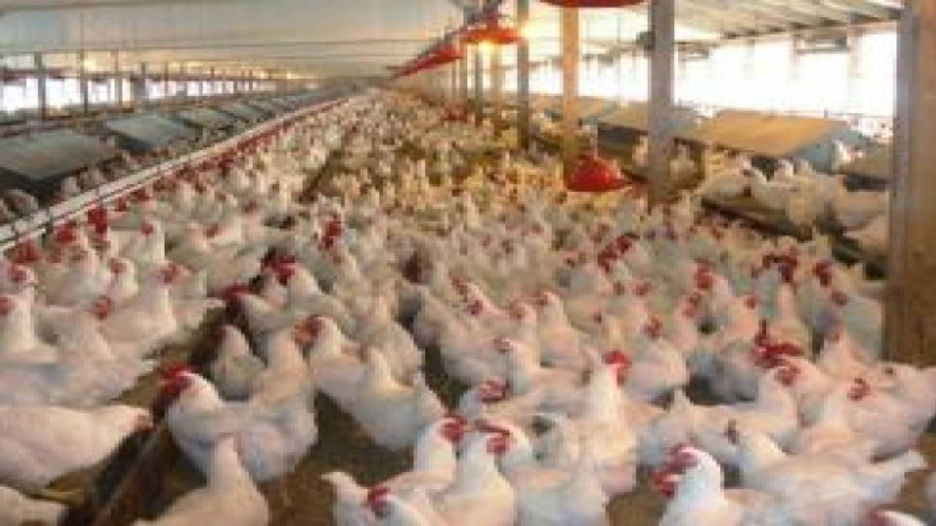 ارتفاع اسعار الدجاج بسبب التصدير
