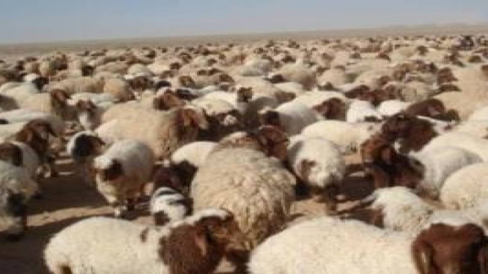 تصدير 73 الف راس من الخراف الى دول الخليج