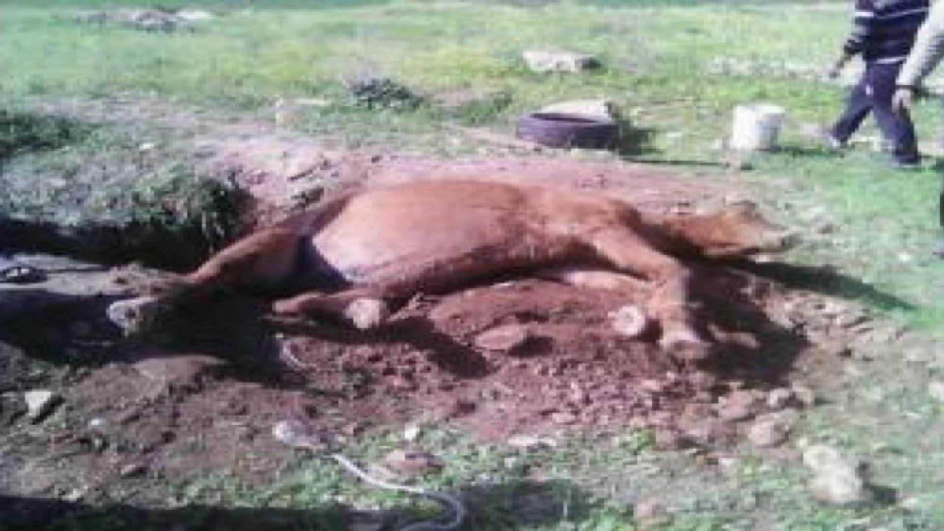 اربد : الدفاع المدني ينقذ حصان علق داخل حفرة .. صور