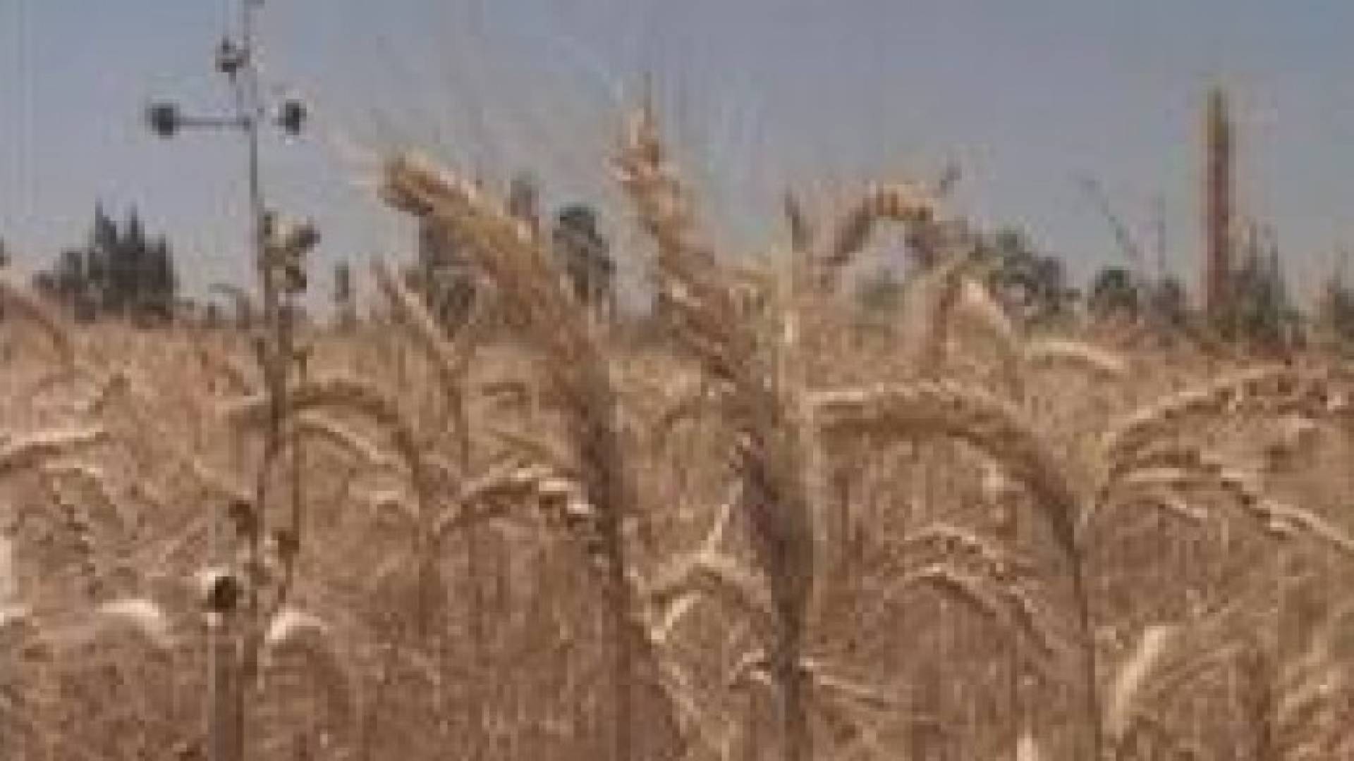 احتياطي القمح المصري يكفي حتى منتصف حزيران