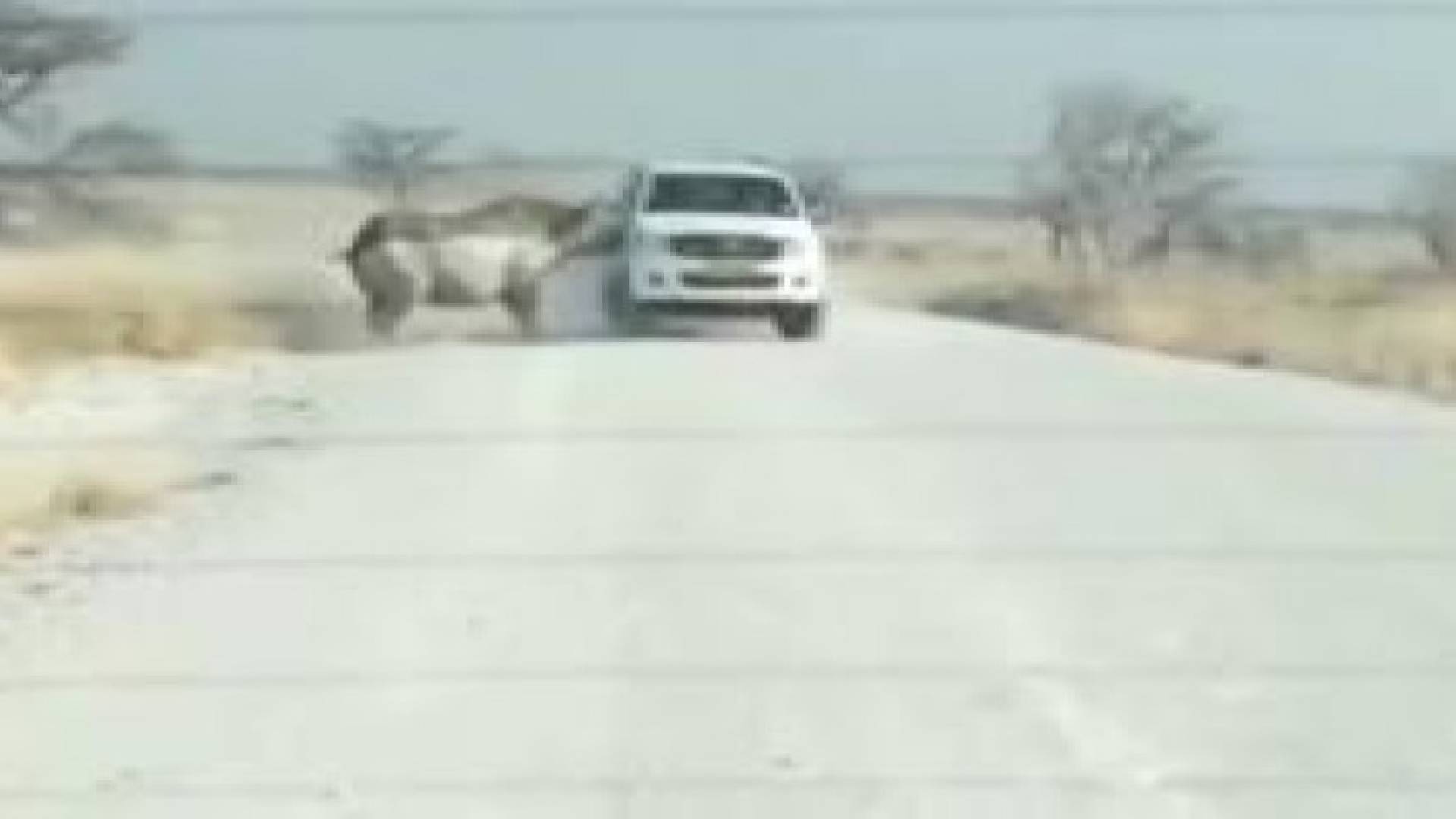 بالفيديو : وحيد قرن يصب جام غضبه على سيارة سياح