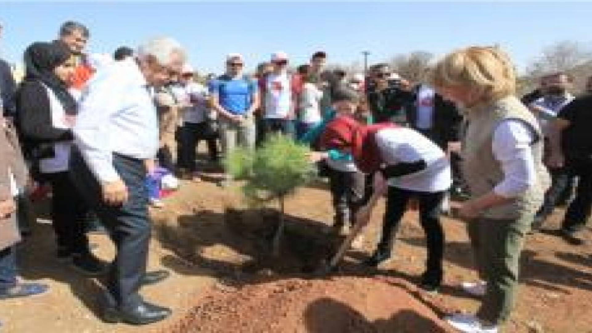 زراعة 120 ألف شجرة في عمان خلال عامين