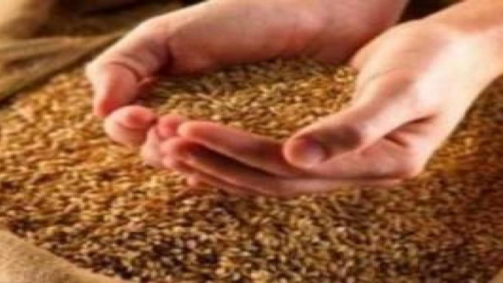 "الغذاء والدواء" شحنة القمح الاميركية سليمة باستثناء 150-160 طنا تعرضت لرطوبة