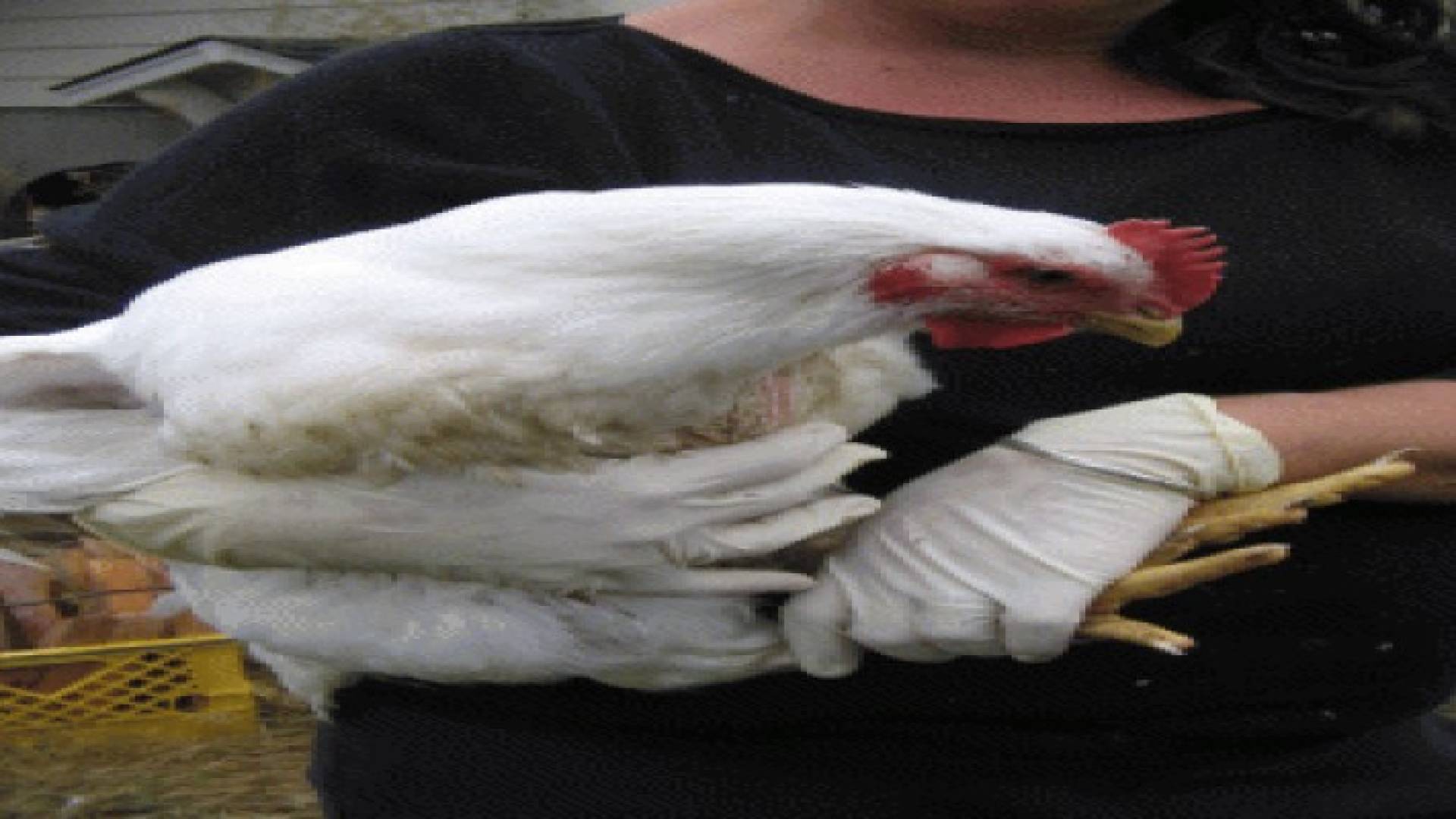 من أجل ثمن دجاجة.. وافد مصري يقتل زميله في العمل بعمان