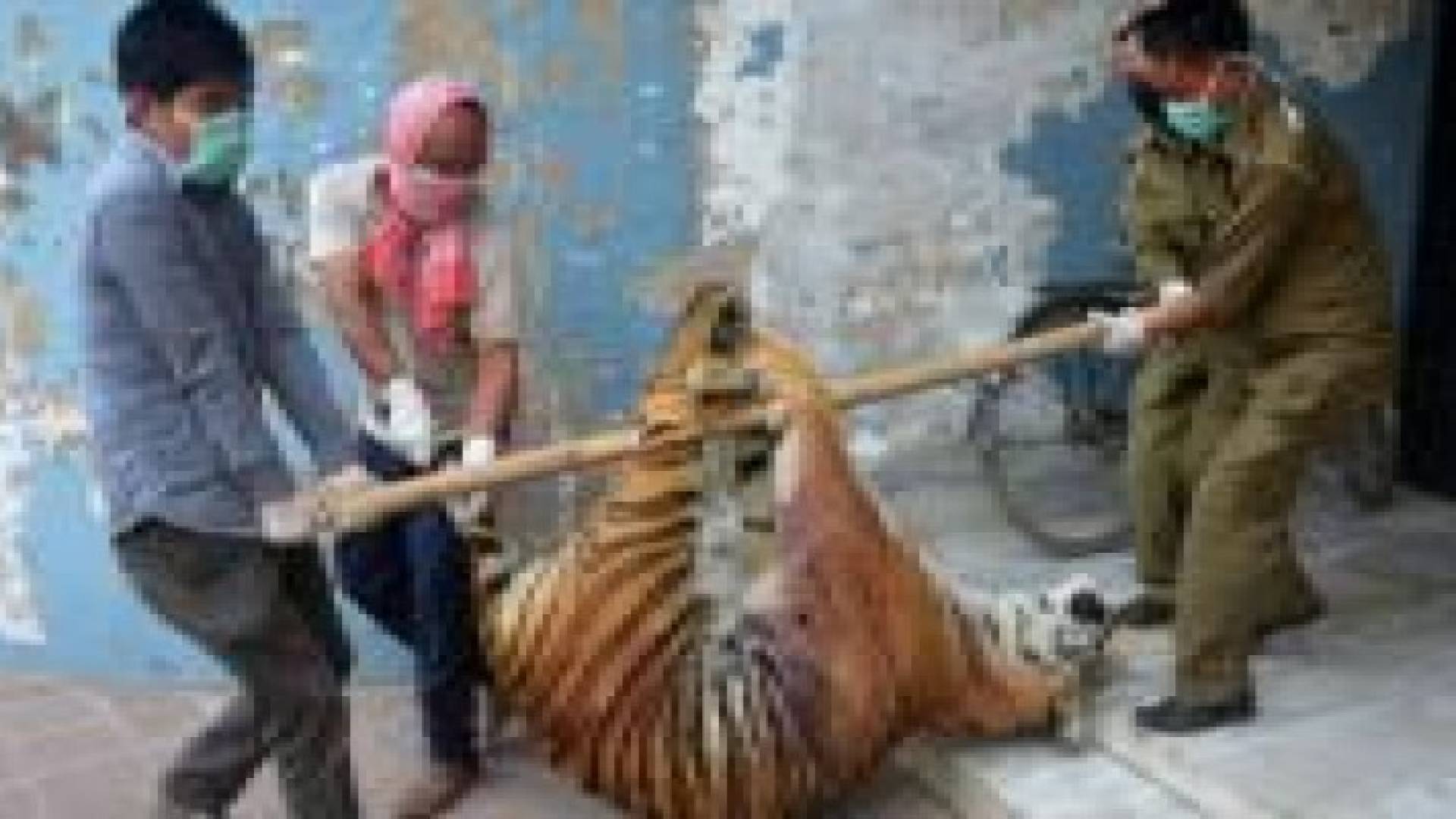 إندونيسيون يأكلون نمرا ليصبحوا أكثر شجاعة