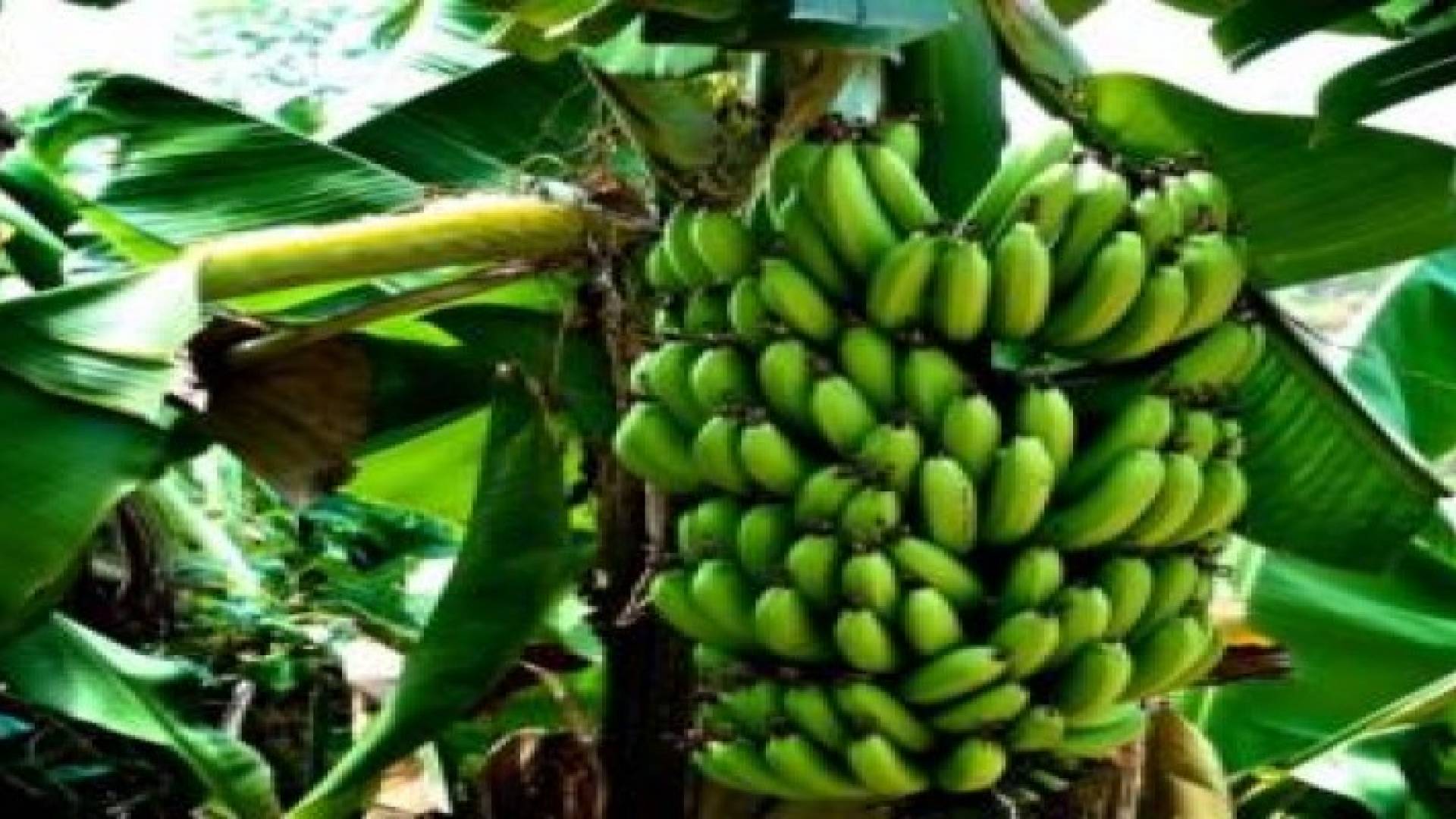 النيران تلتهم مزرعة موز بالشونة الجنوبية دون اصابات بشرية