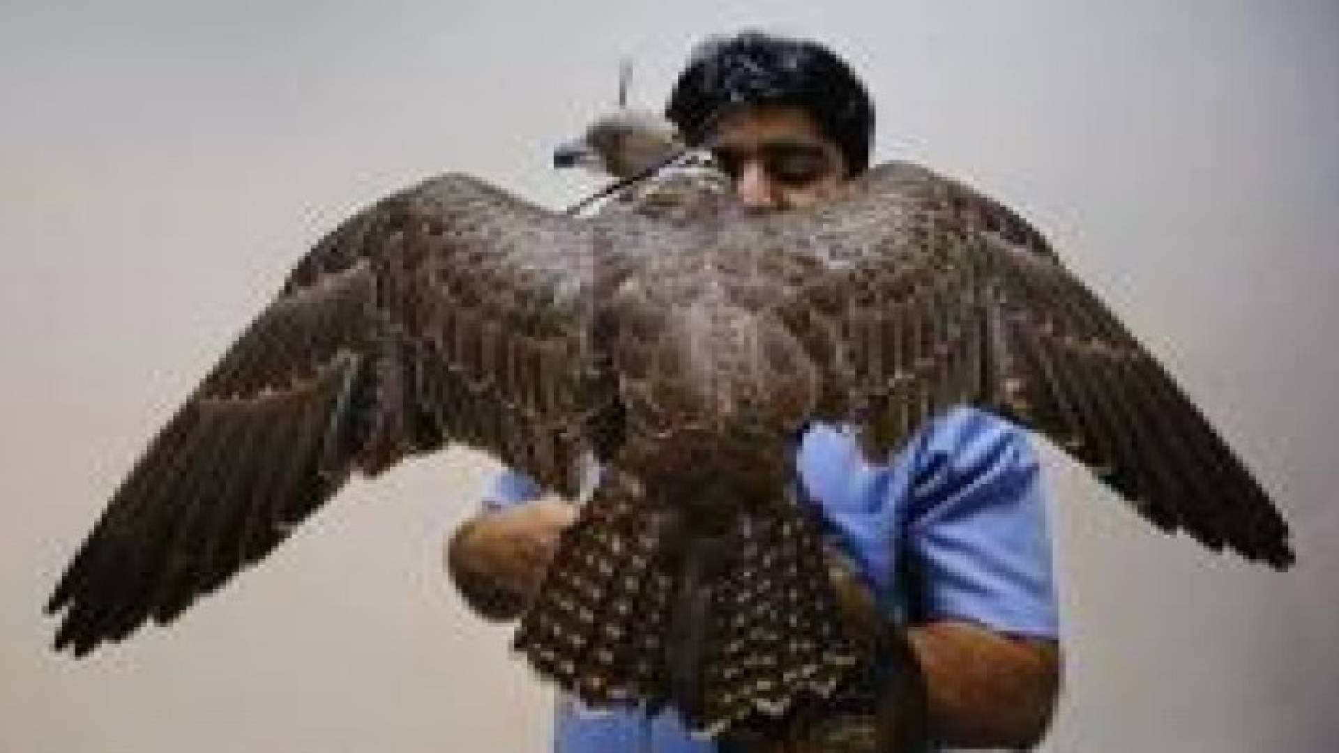 صقور مهددة بالانقراض بحوزة زوار عرب