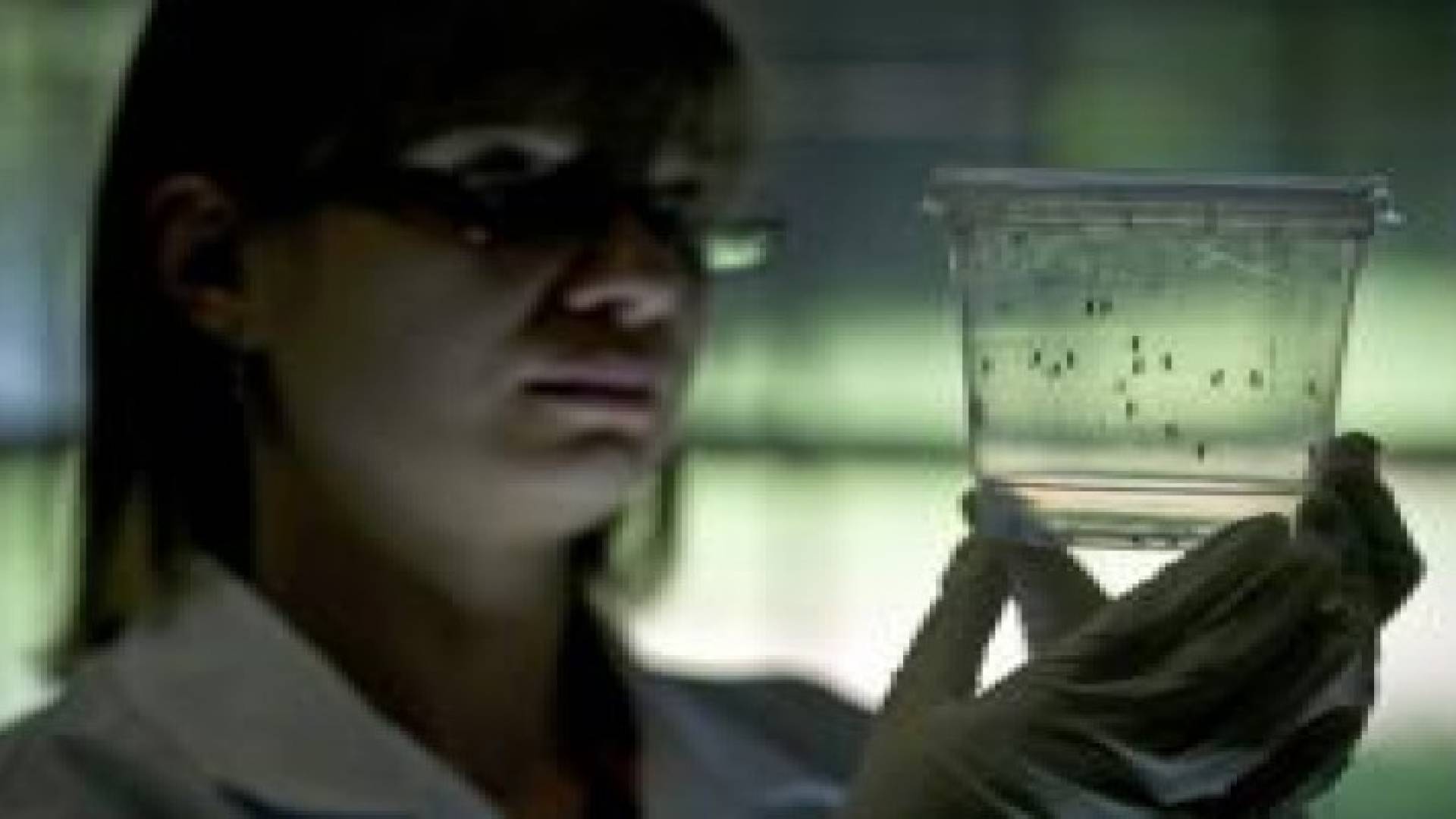 دراسة: عدوى زيكا في البرازيل منذ عام 2013