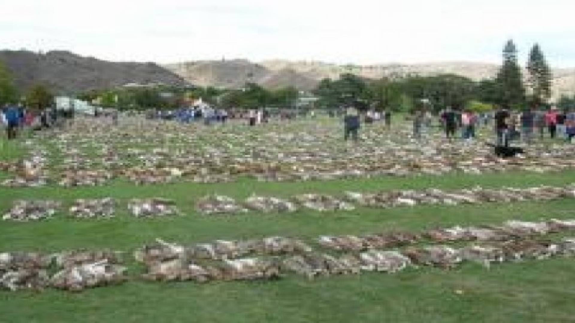 صيد الأرانب.. أحد طقوس عيد القيامة في نيوزيلندا