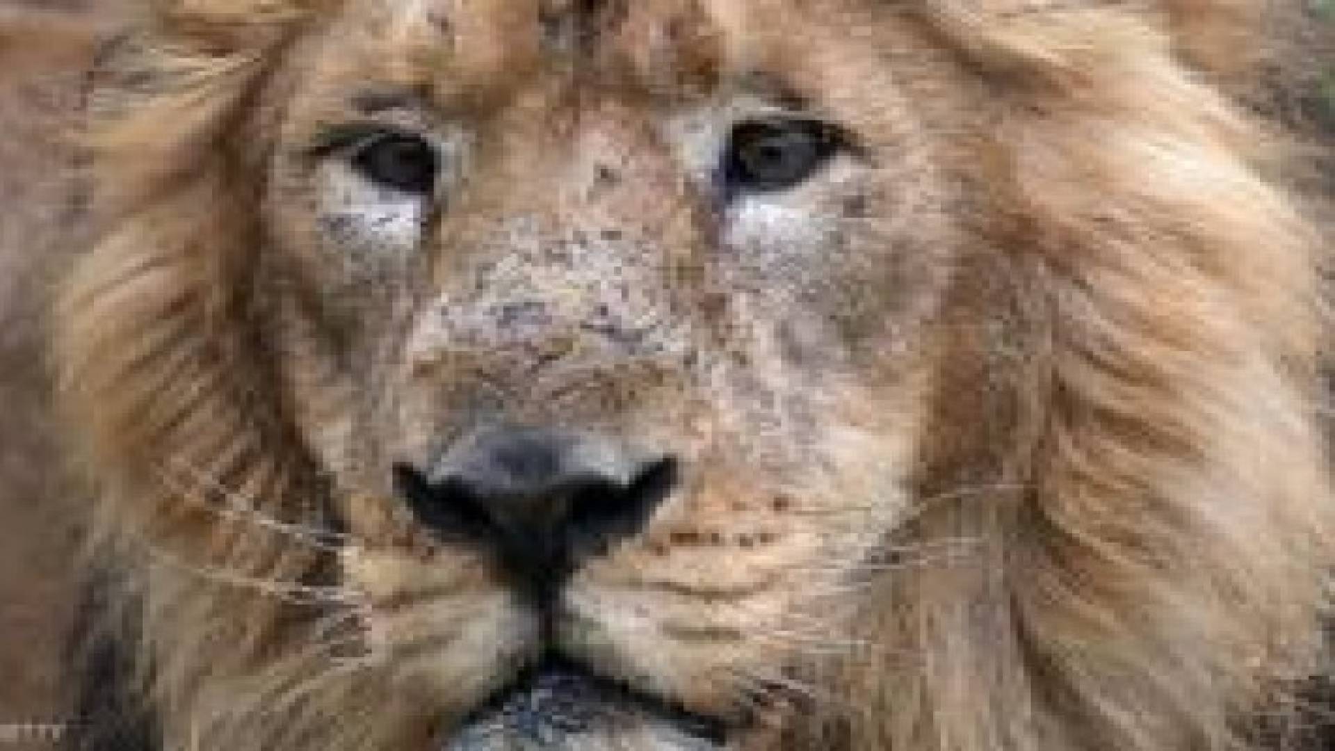 سلفستر.. أسد جنوب إفريقيا الشقي يهرب مجددا