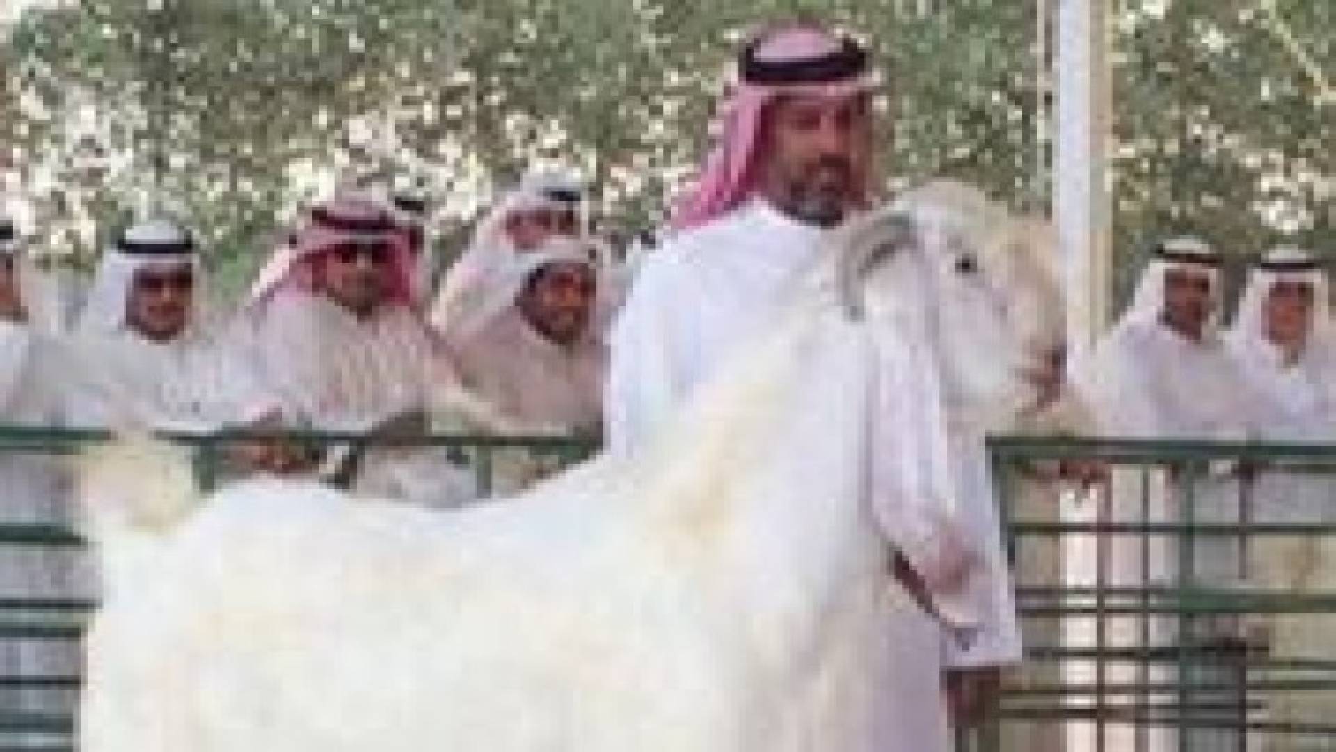ماعز "الفرس الأبيض" وعروض خيالية
