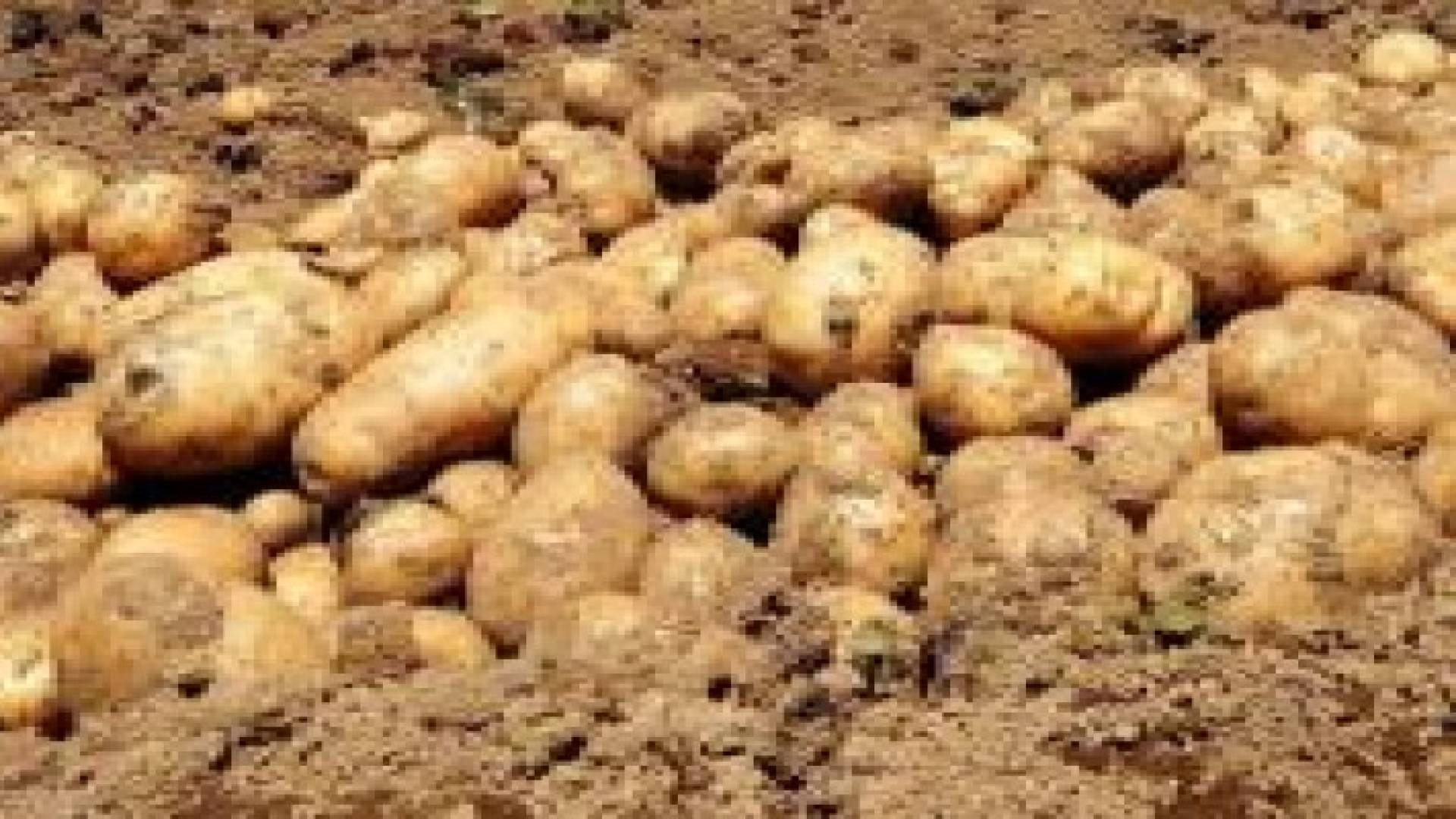 السودان: إحباط تهريب كمية كبيرة من البطاطا الإسرائيلية