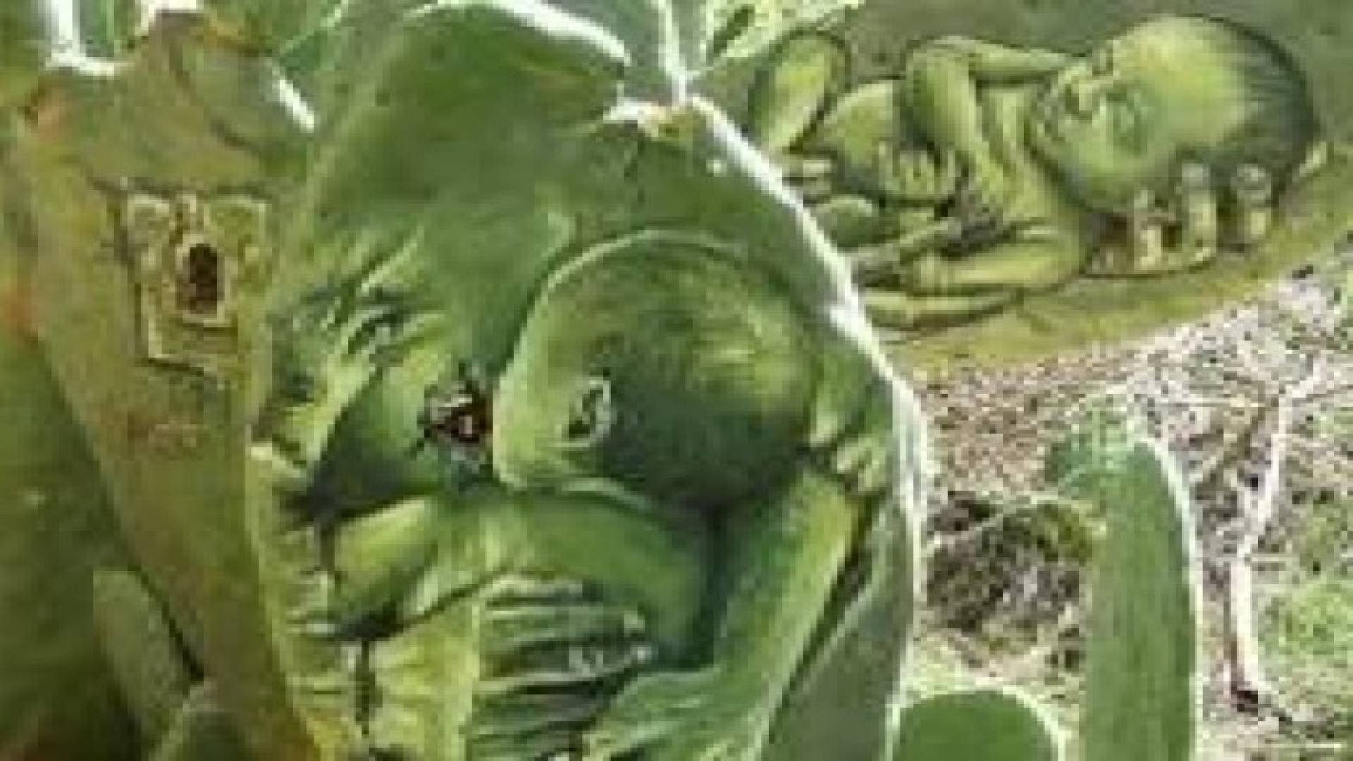 فنان فلسطيني يجسد معاناة بلده بالرسم على الصبار