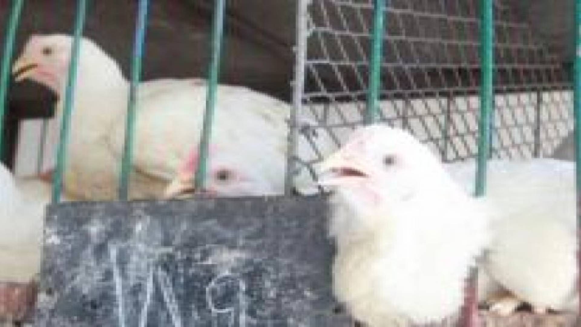 ترحيل نتافات الدواجن خارج مدينة مادبا