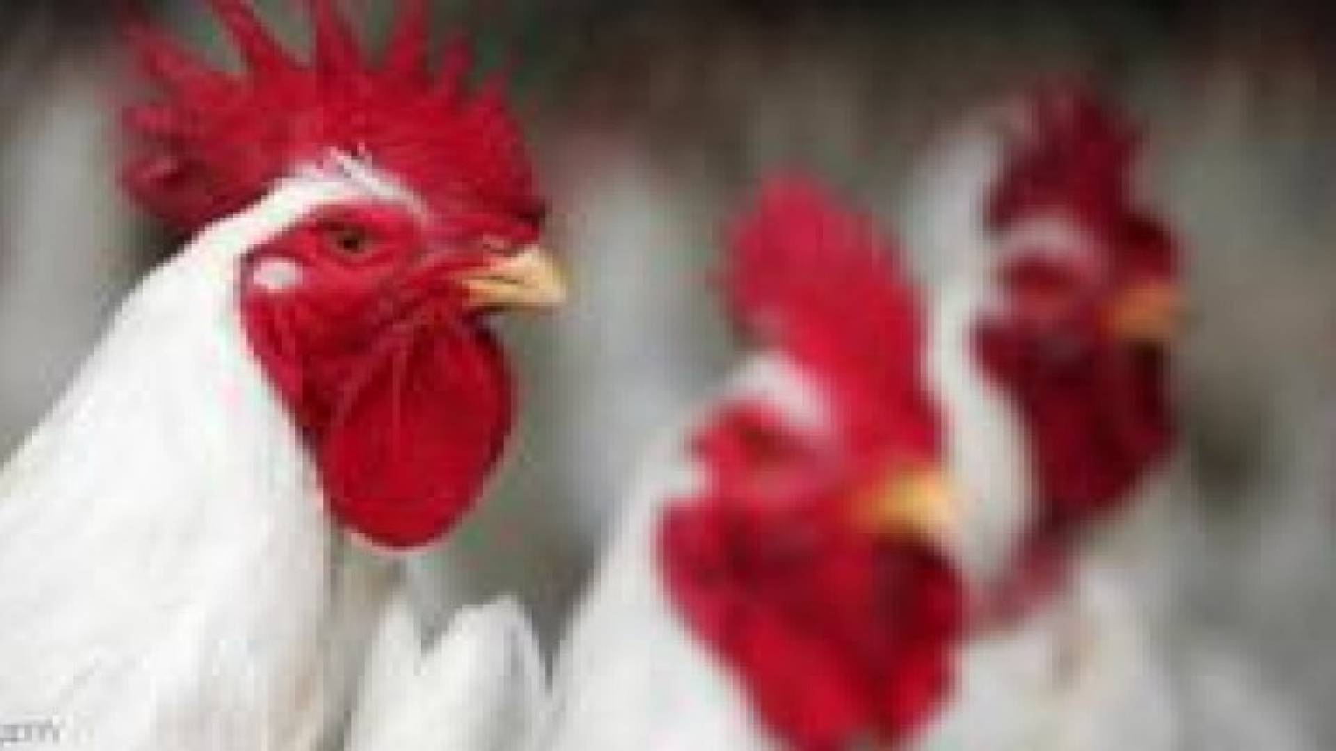حبوب منع الحمل لتسمين الدجاج