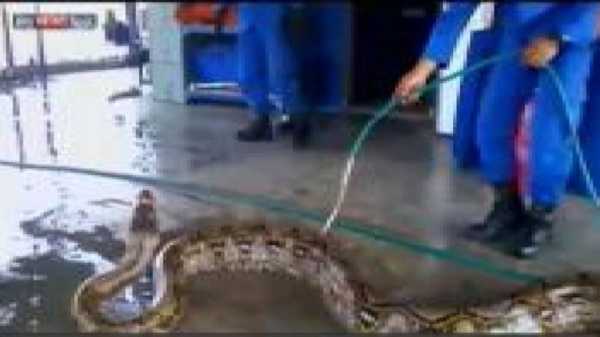 العثور على ثعبان ضخم قد يكون الأطول بالعالم