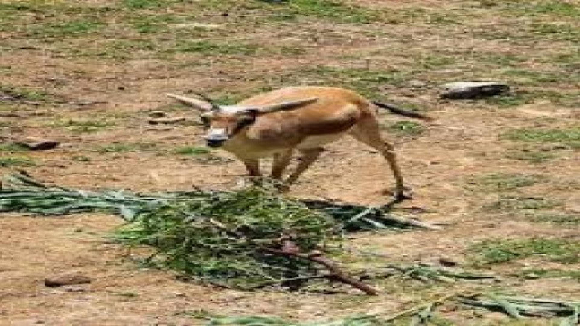 ضبط  25 غزالا و 4 من حيوانات الوشق المفترسة بمزرعة خاصة