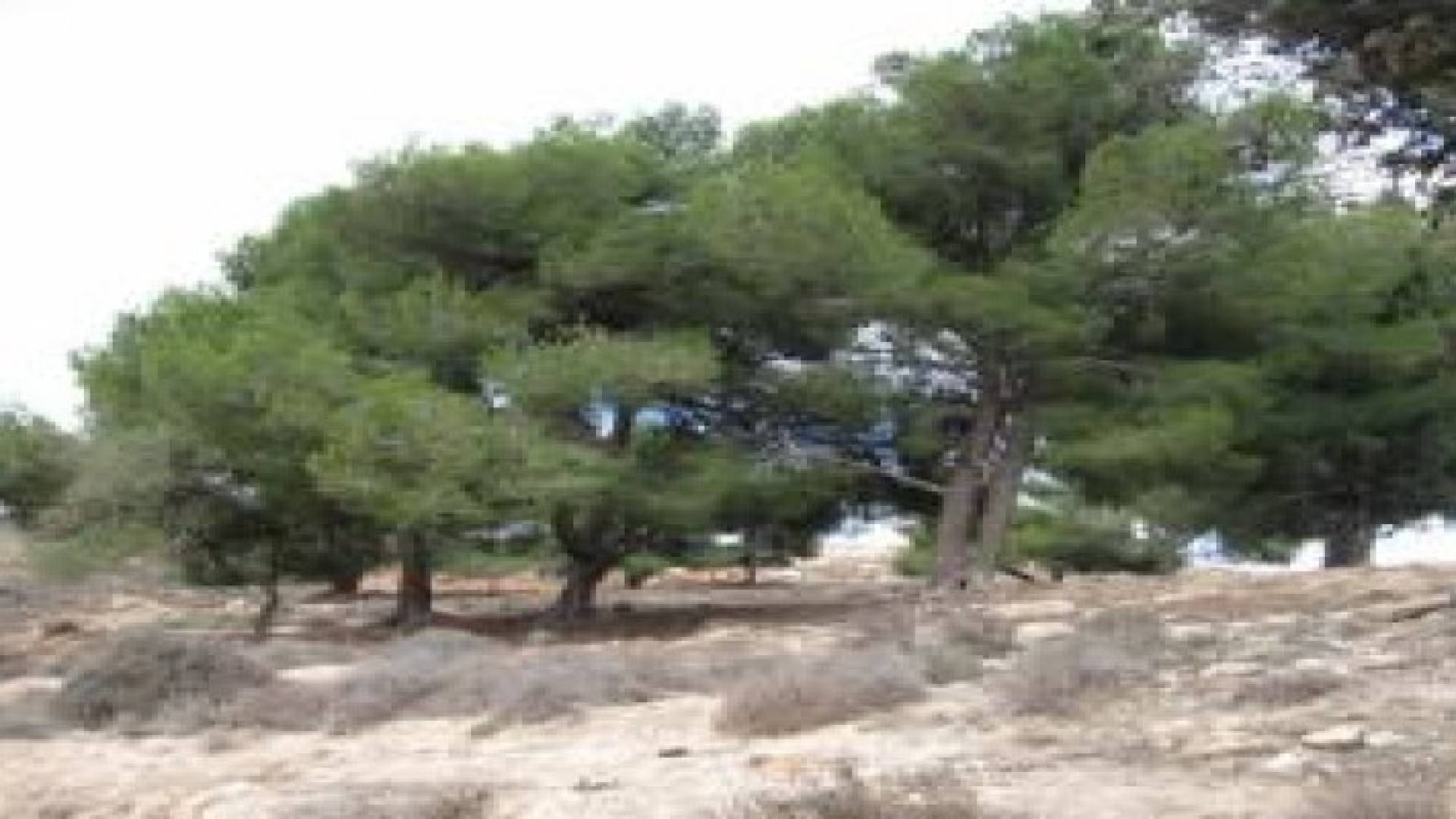 " الزراعة " تزيل اعتداء على ارض حرجية في برما