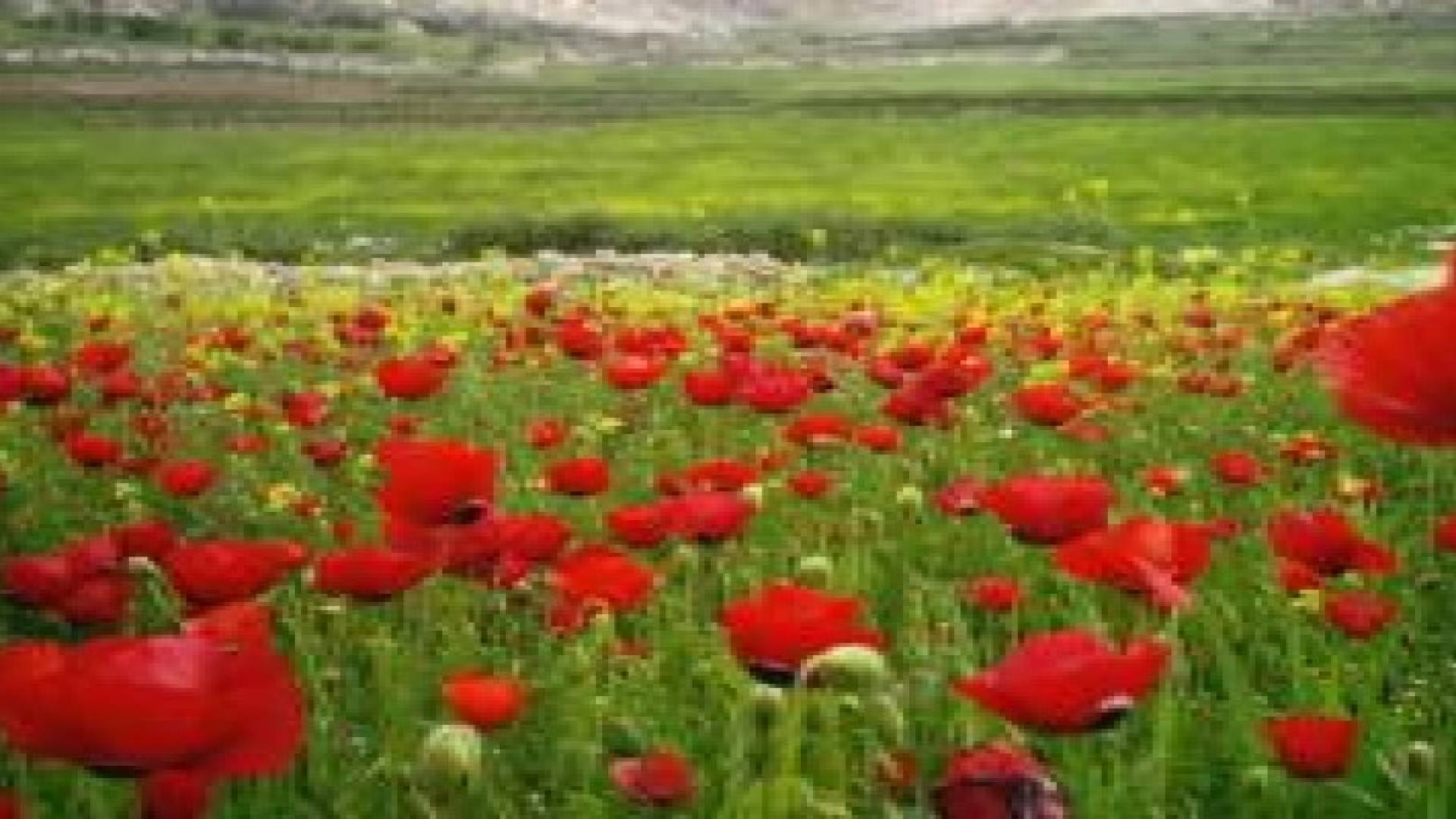 الأحد: أجواء مشمسة وربيعية لطيفة