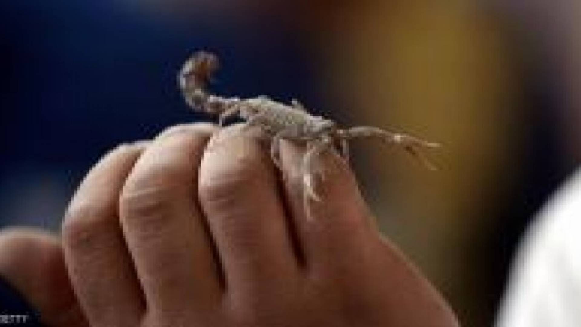 تدخين " العقارب " أغرب أنواع الإدمان