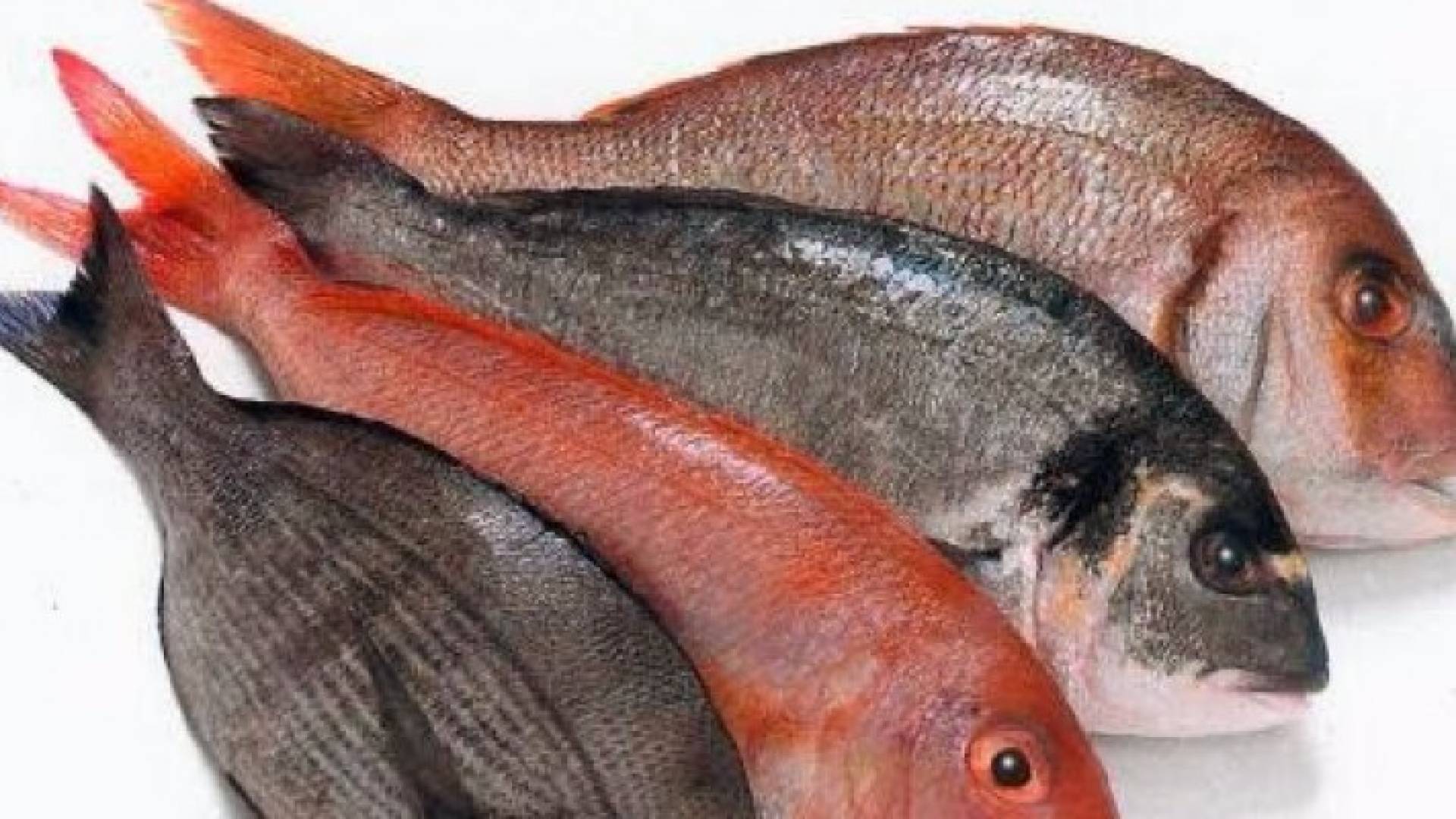 كيف تعرف إن كان السمك طازجا أم قديما ؟