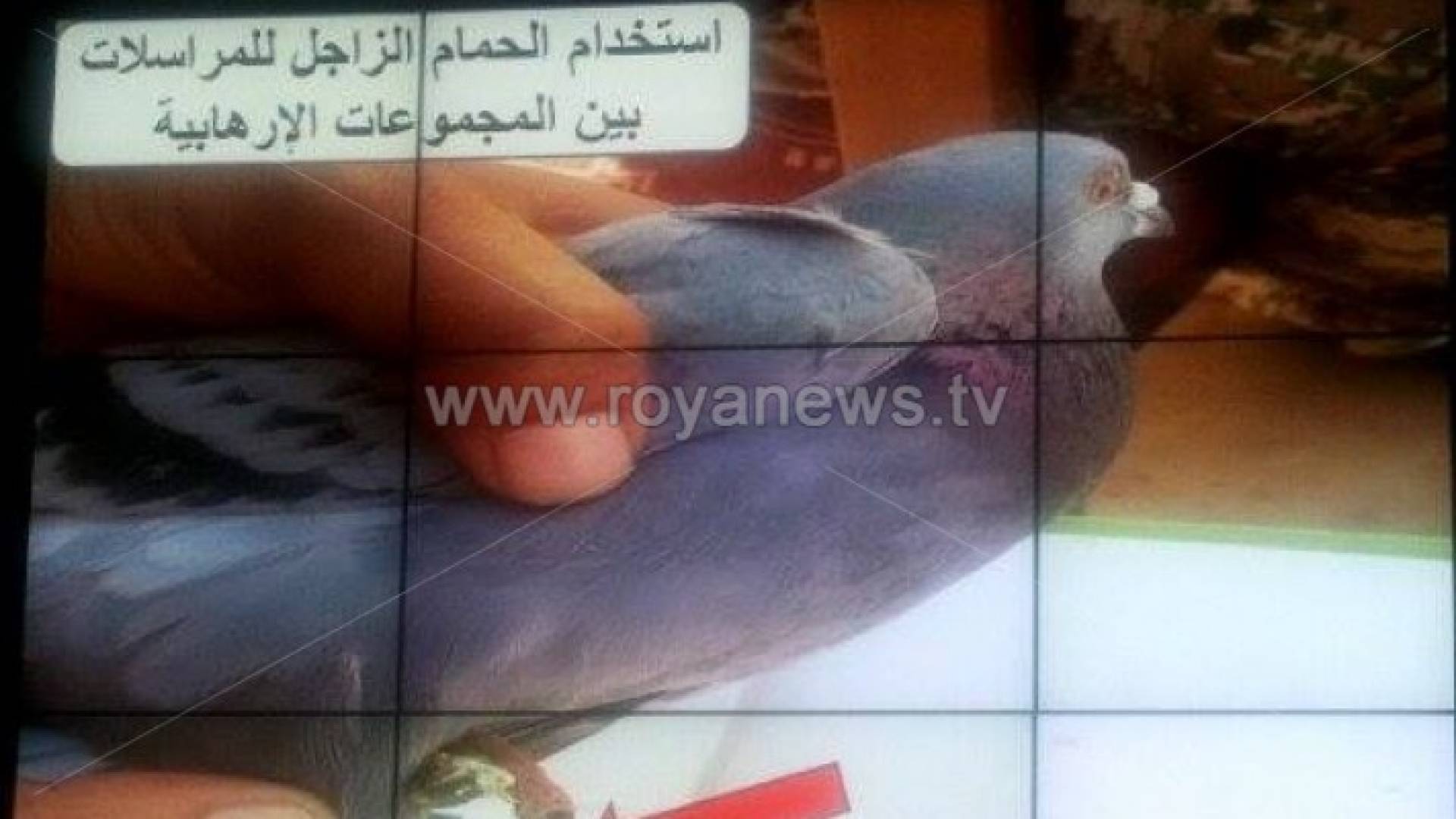 حرس الحدود: داعش يستعين بالحمام الزاجل وأمسكنا بطائرة استطلاع