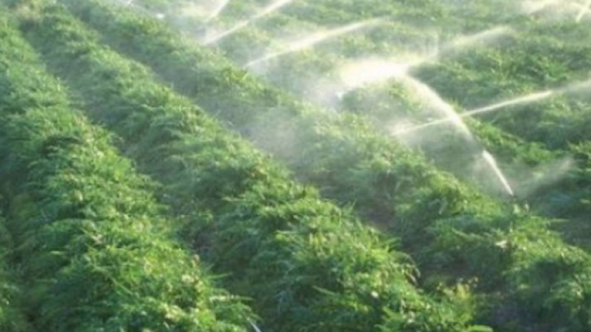 إحدى المزارع في غور الأردن - أرشيفية