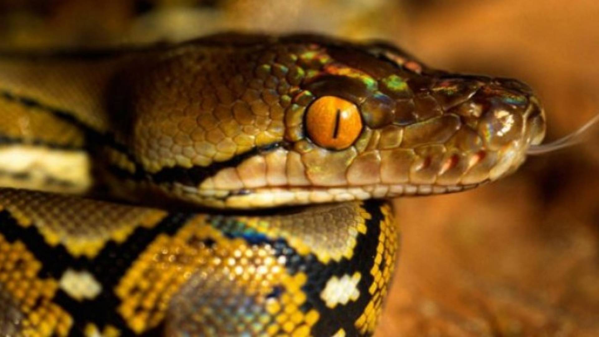 ما هو أطول حيوان يعيش على كوكب الأرض حاليا؟