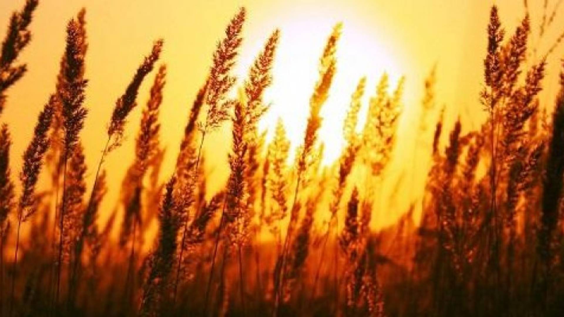 الجمعة: عودة درجات الحرارة إلى الارتفاع.. وأجواء حارة نسبيا منتظرة