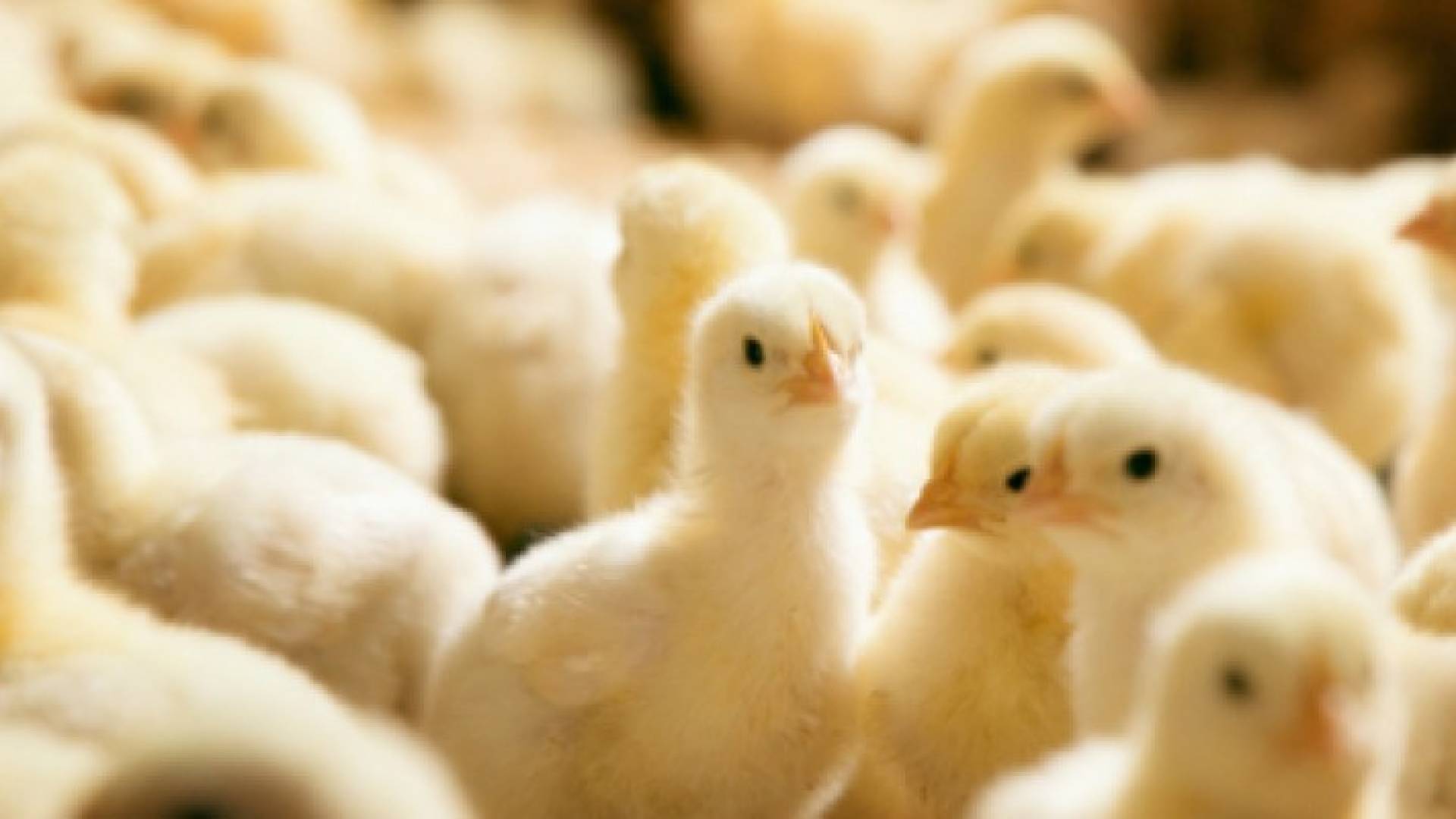 أغرب رواتب بالعالم.. دولة تمنح موظفيها دجاجا وبطاطس وجزرا بدلا من النقود