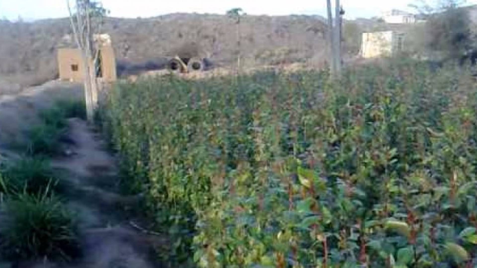 اليمن.. منع بيع القات باستثناء يومين في الأسبوع