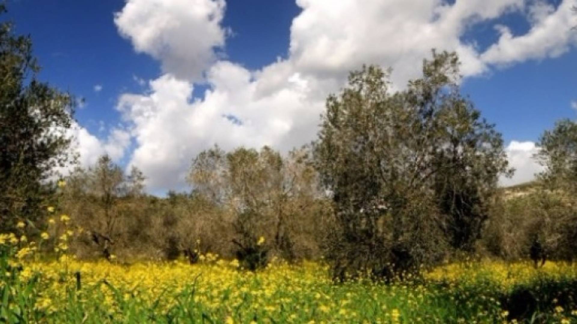 الأردن: أجواء معتدلة نهارا أيام الأربعاء والخميس والجمعة وطقس بارد نسبيا ليلا