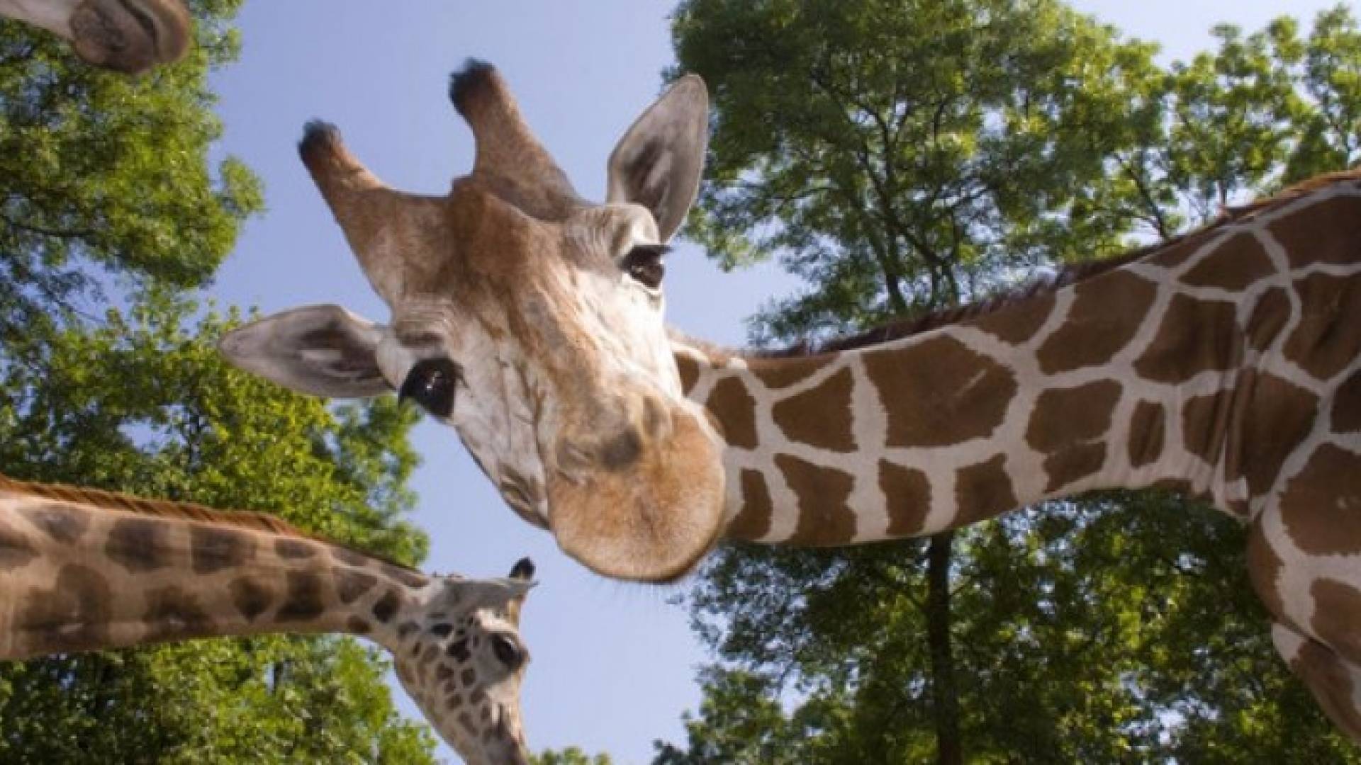 كيف صارت رقبة الزرافة طويلة؟