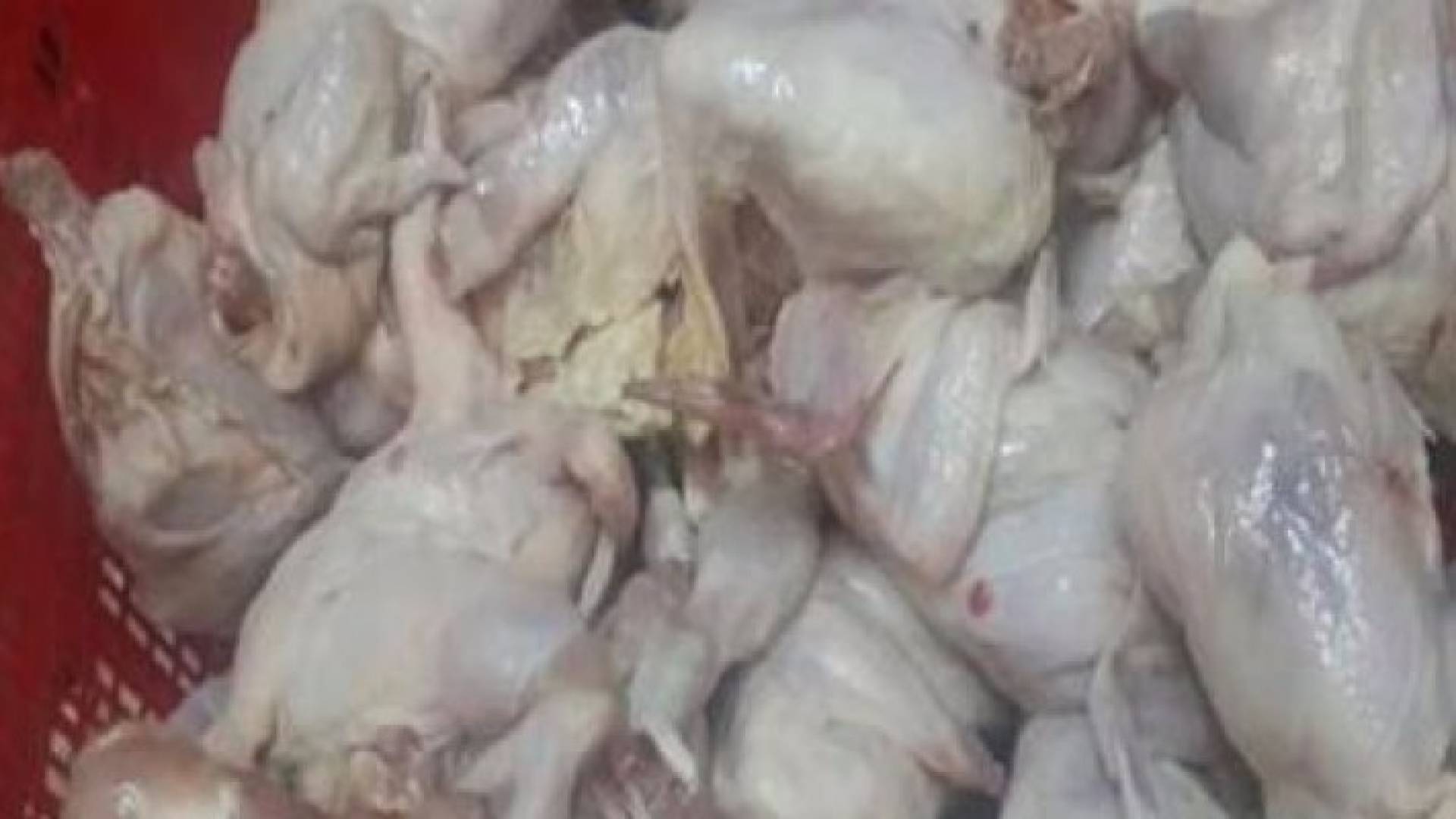 اتلاف 2.5 طن لحوم دواجن وابقار ونصف طن من الاجبان في اربد