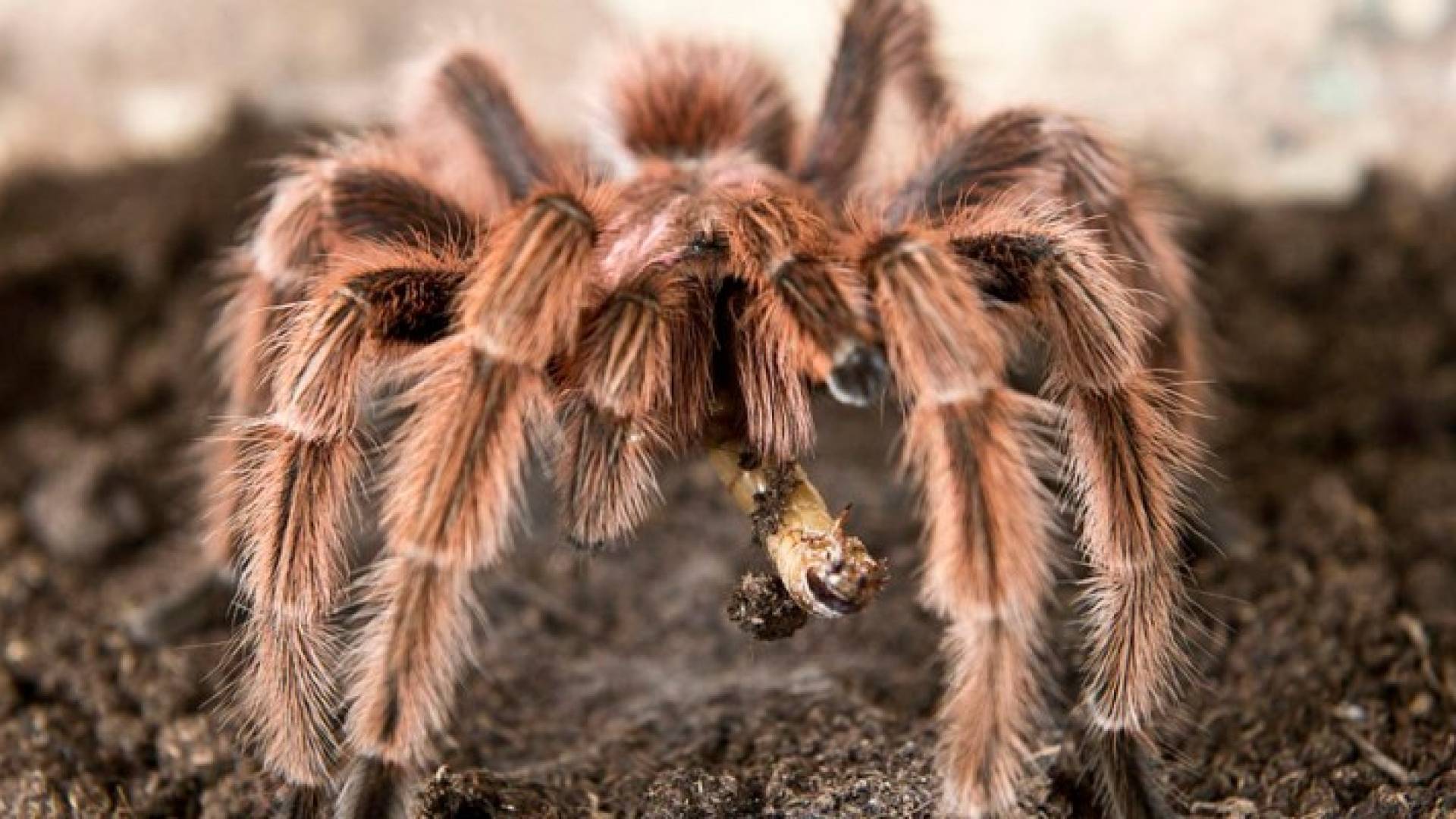 يبلغ طول العنكبوت ما بين 10 - 20 سم