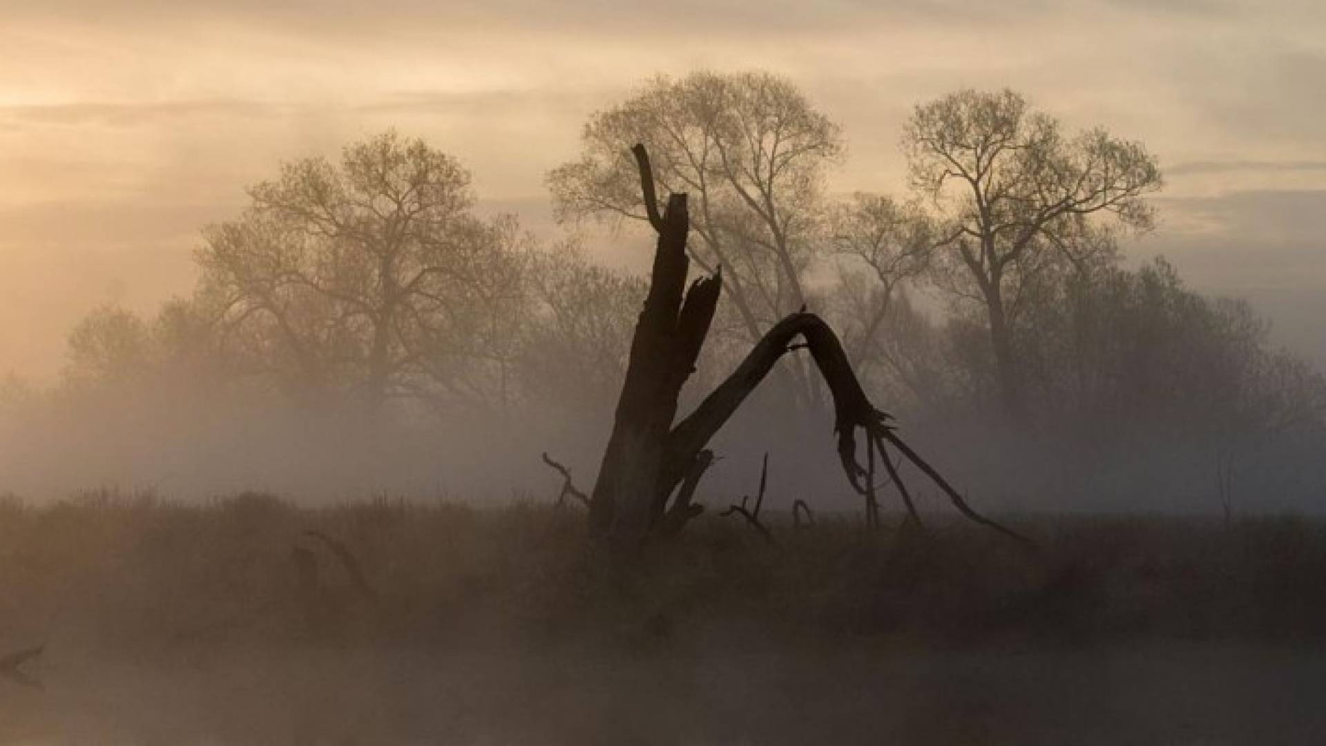 هل تنام الأشجار ليلا؟