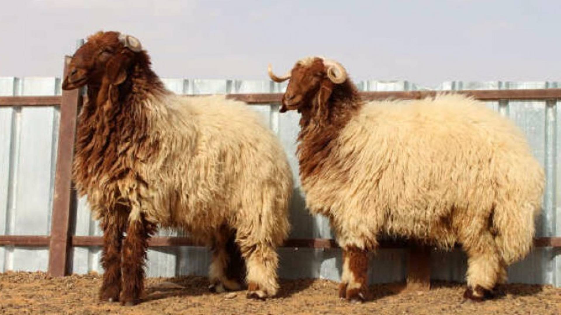 ليبي يذبح خروفين لنجاته من حادثة الطائرة المصرية