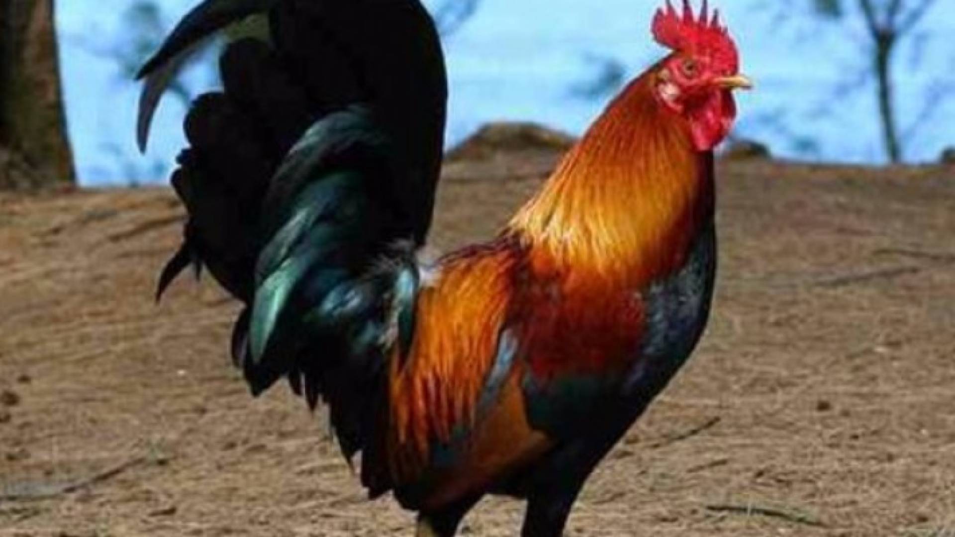 السعودية: السجن أو الجلد لـمواطن بسبب صياح "ديك"