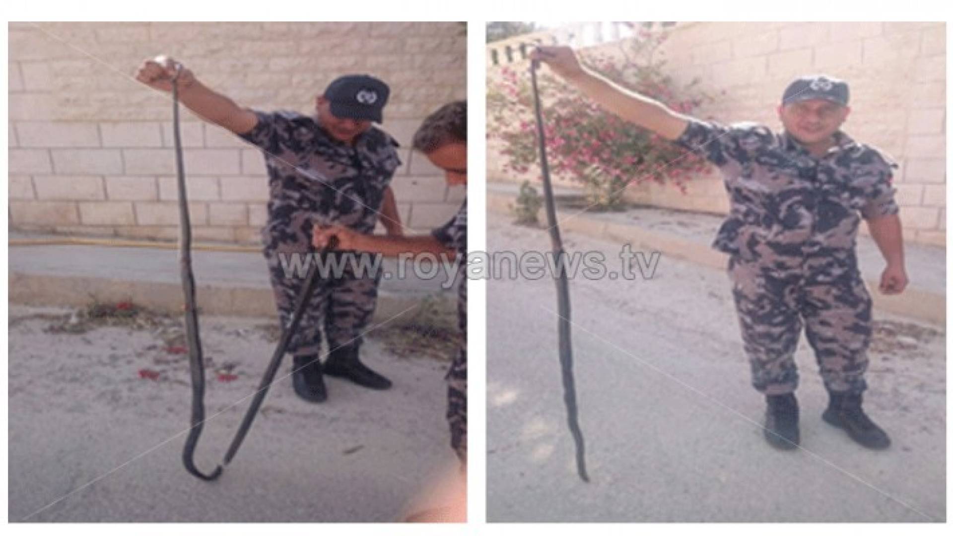 الدفاع المدني ينقذ أسرة في الكرك دخل منزلها ثعبان