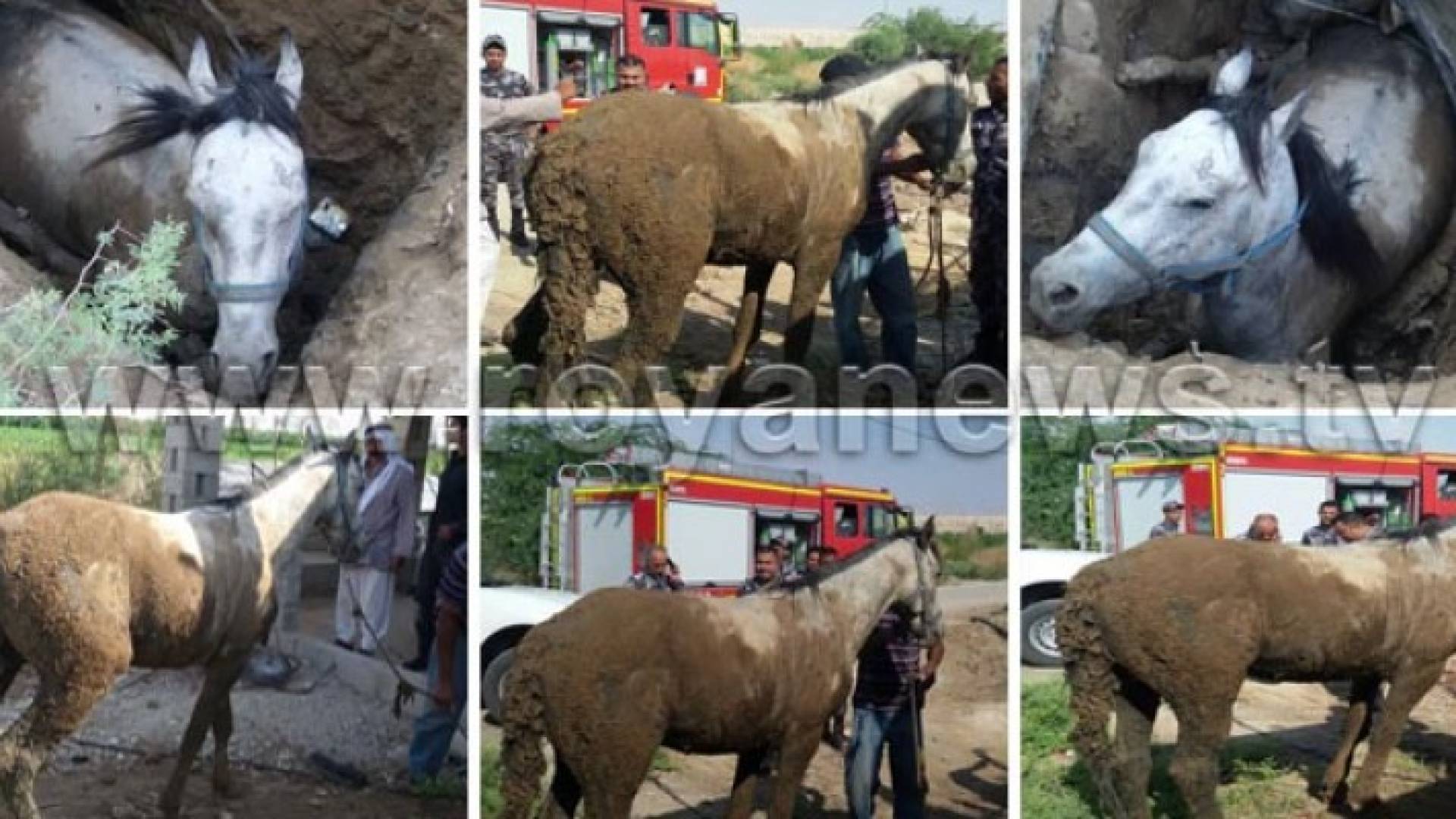 الدفاع المدني ينقذ فرسا من الموت بالكرك ..صور