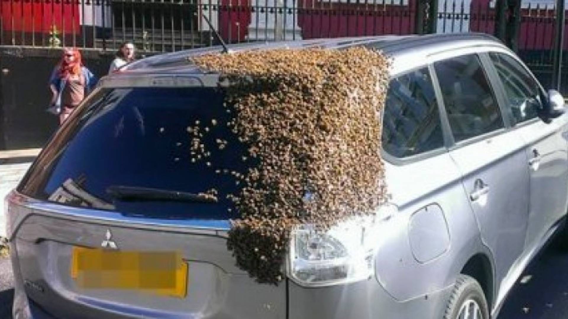 20 ألف نحلة تطارد سيارة ليومين متتالين لإنقاذ الملكة!