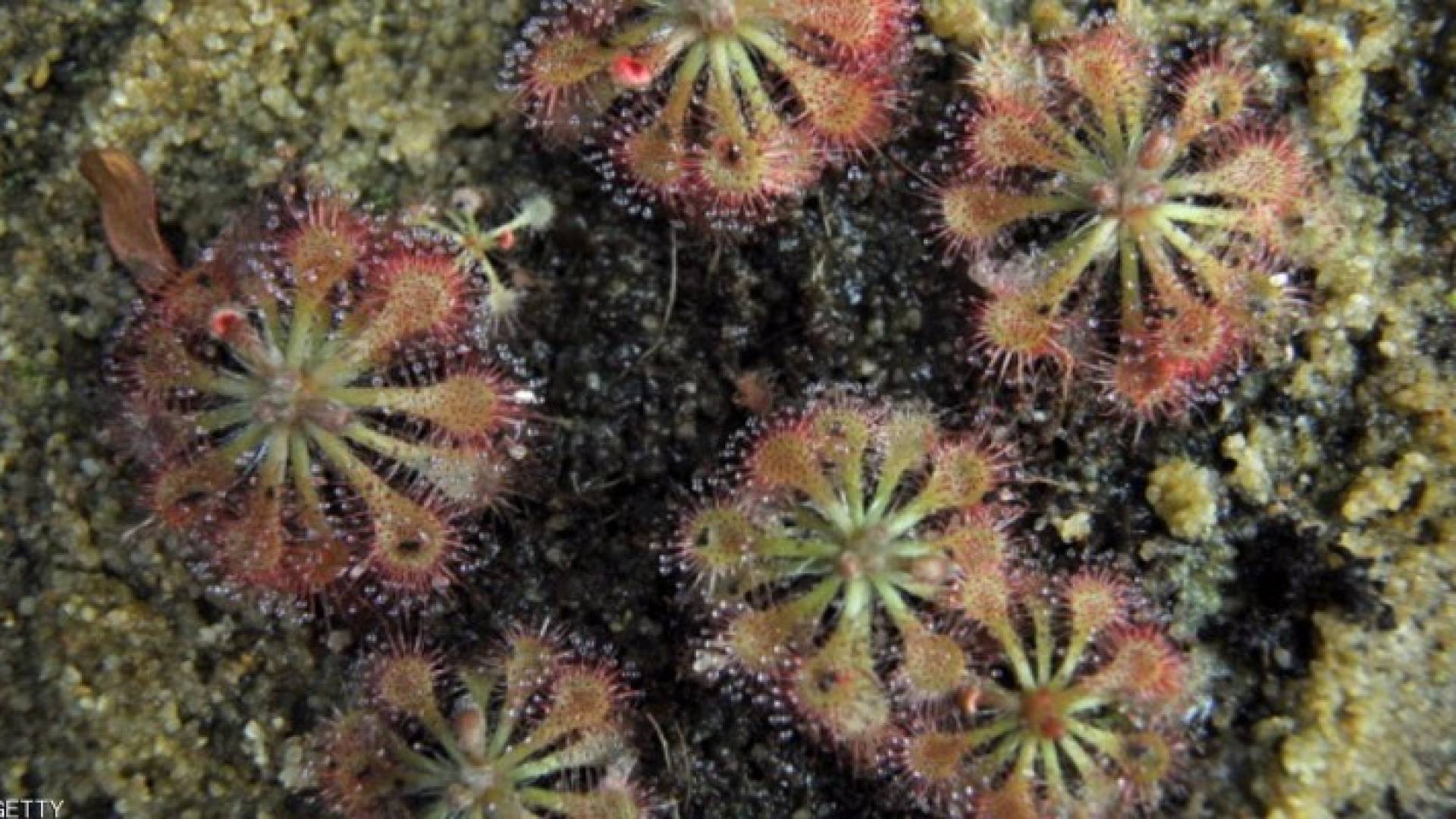 واحدة من النباتات الآكلة للحشرات.